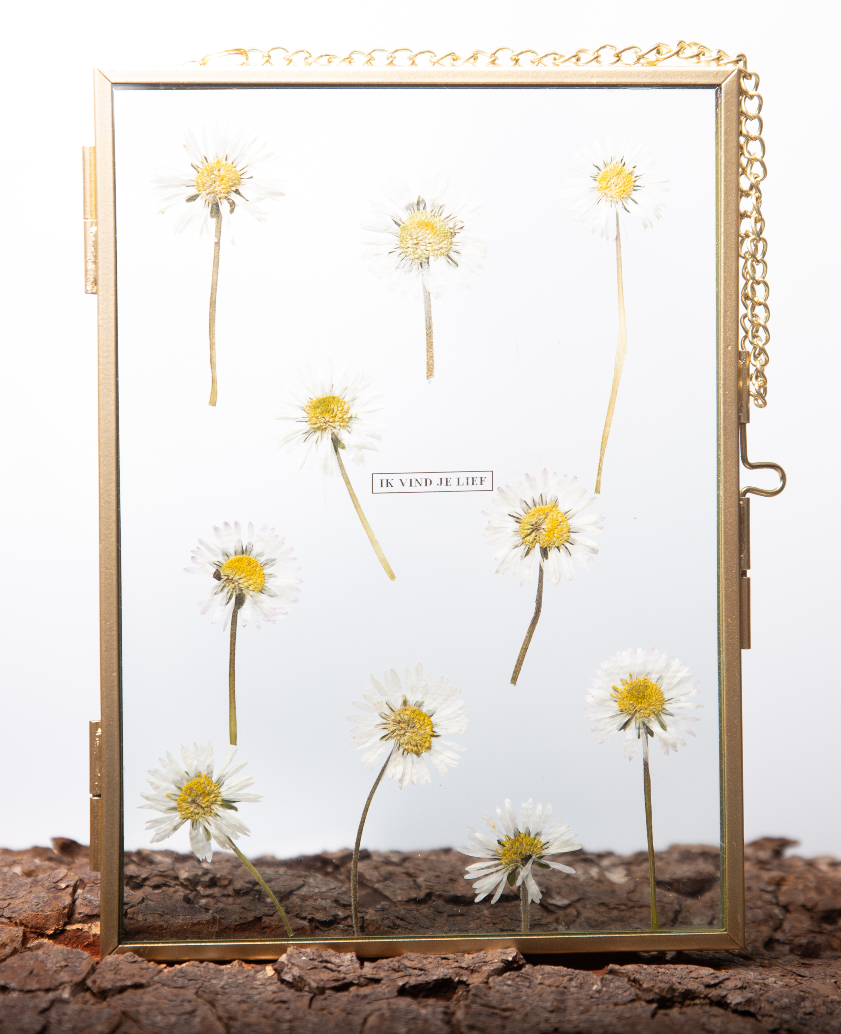 Afbeelding in Gallery-weergave laden, Bellis perennis (madelief)
