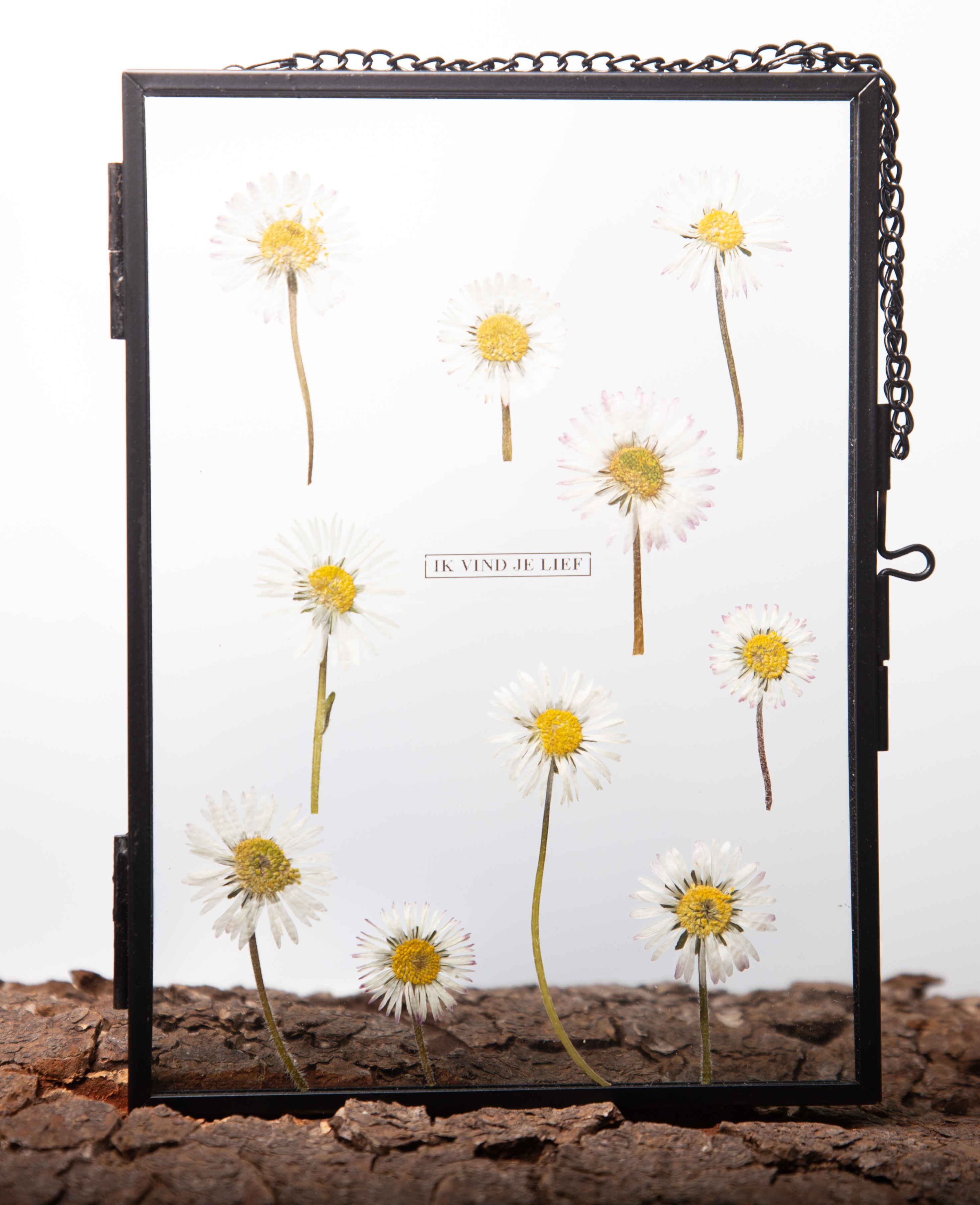 Afbeelding in Gallery-weergave laden, Bellis perennis (madelief)