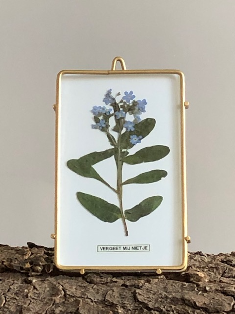 Afbeelding in Gallery-weergave laden, Myosotis sylvatica (vergeet mij nietje)