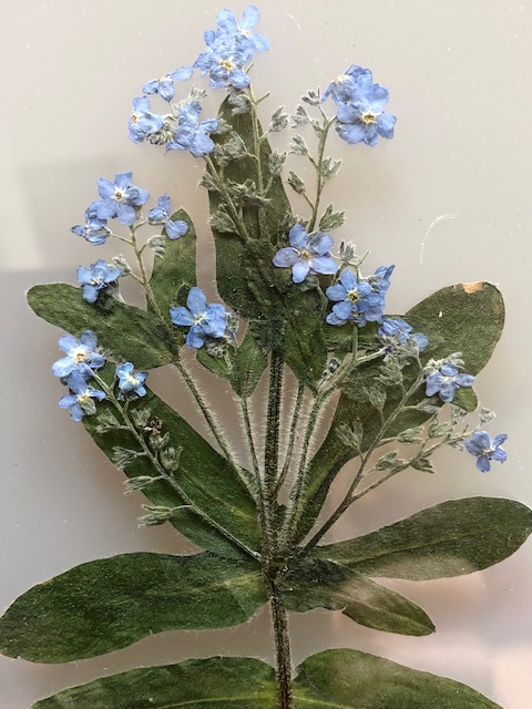 Afbeelding in Gallery-weergave laden, Myosotis sylvatica (vergeet mij nietje)