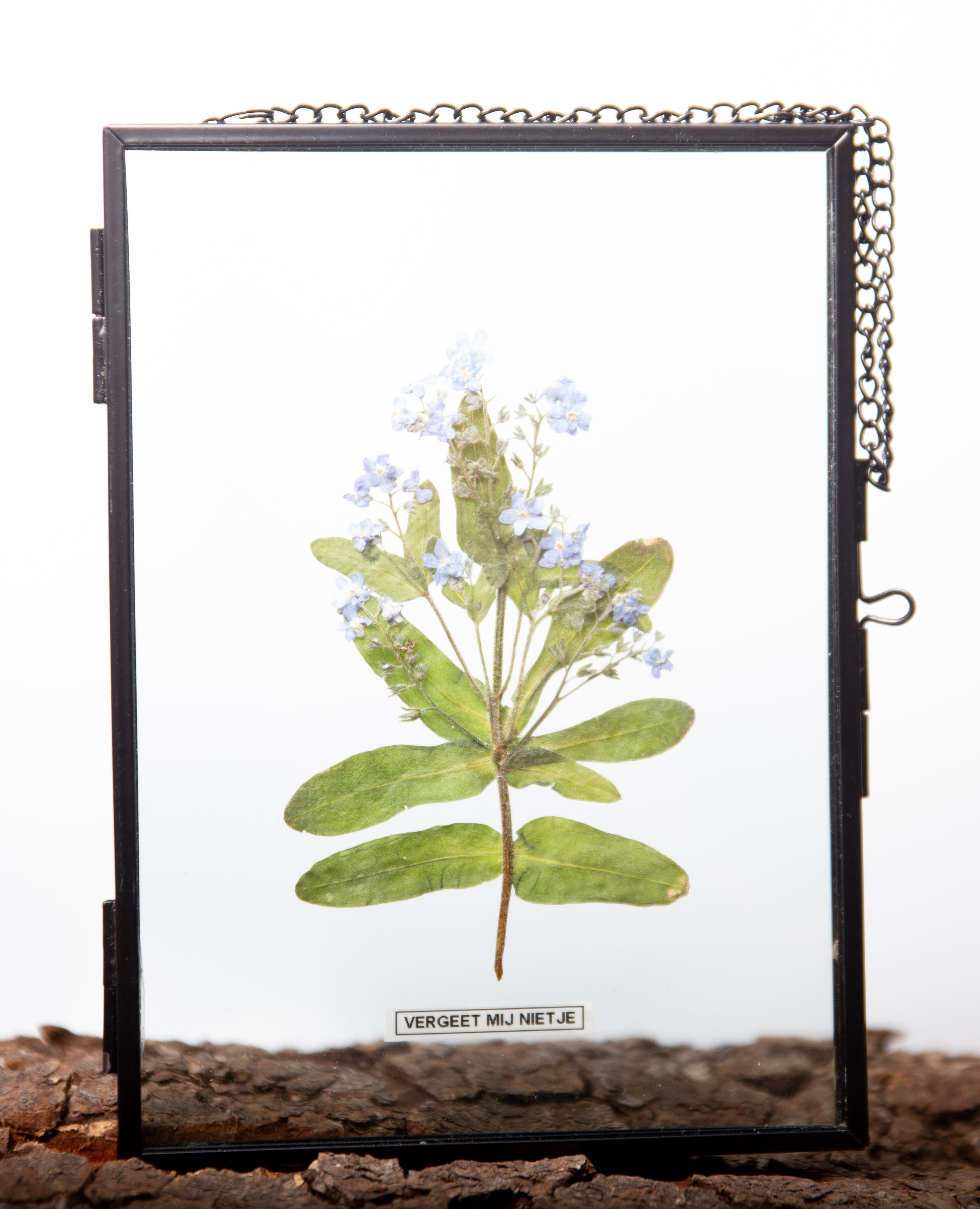 Afbeelding in Gallery-weergave laden, Myosotis sylvatica (vergeet mij nietje)