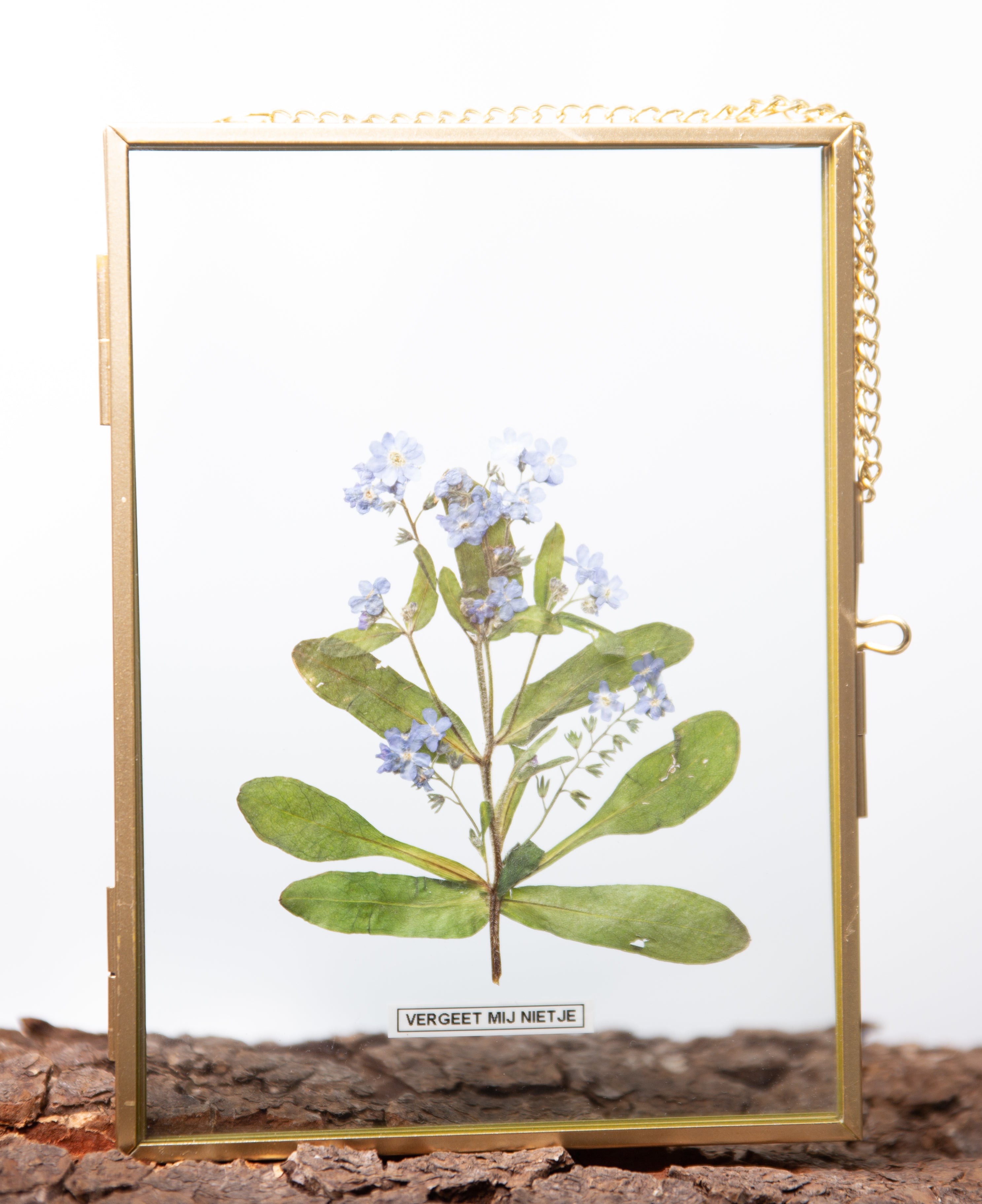 Afbeelding in Gallery-weergave laden, Myosotis sylvatica (vergeet mij nietje)