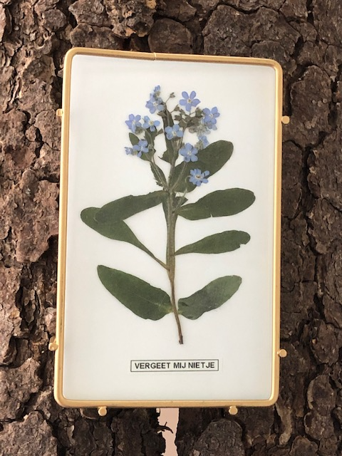 Afbeelding in Gallery-weergave laden, Myosotis sylvatica (vergeet mij nietje)