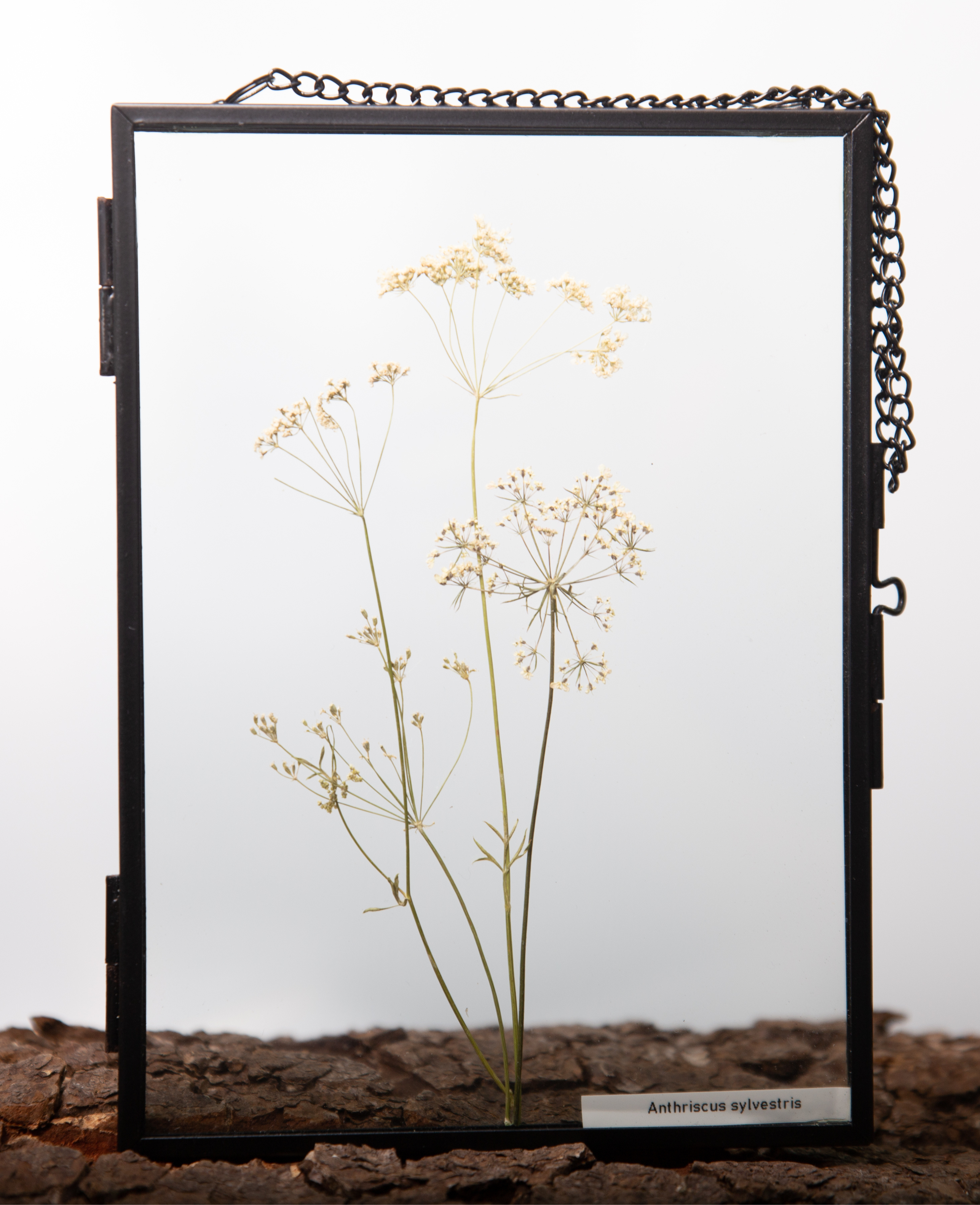 Afbeelding in Gallery-weergave laden, Anthriscus sylvestris
