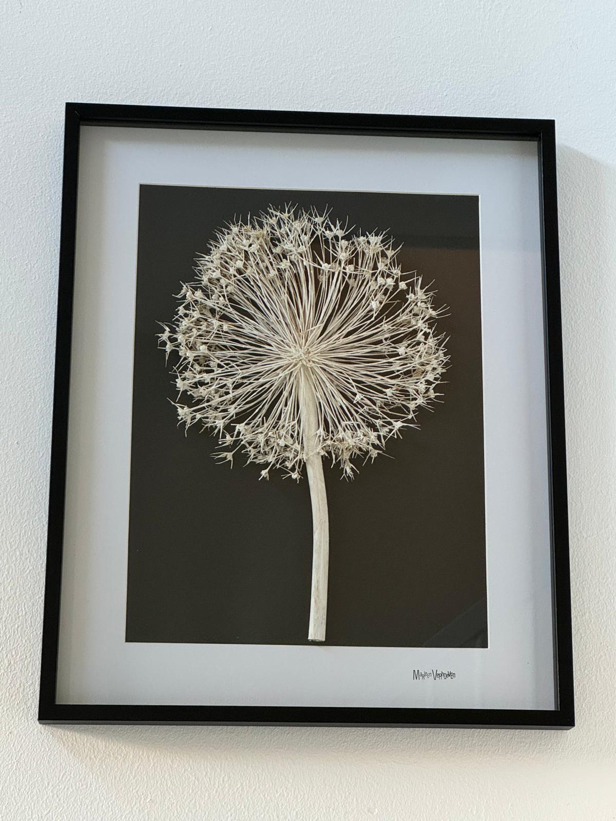 Allium giganteum