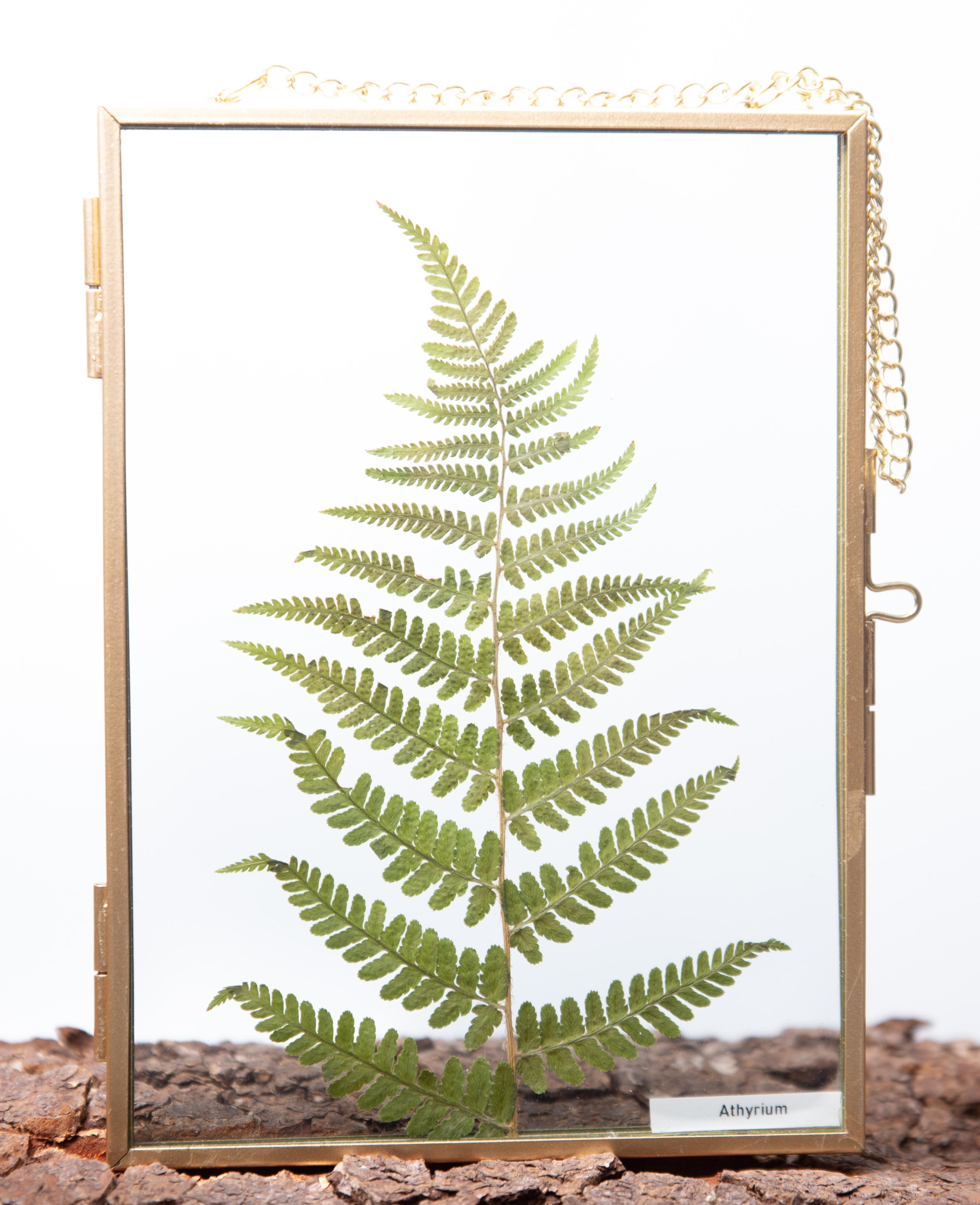 Afbeelding in Gallery-weergave laden, Athyrium
