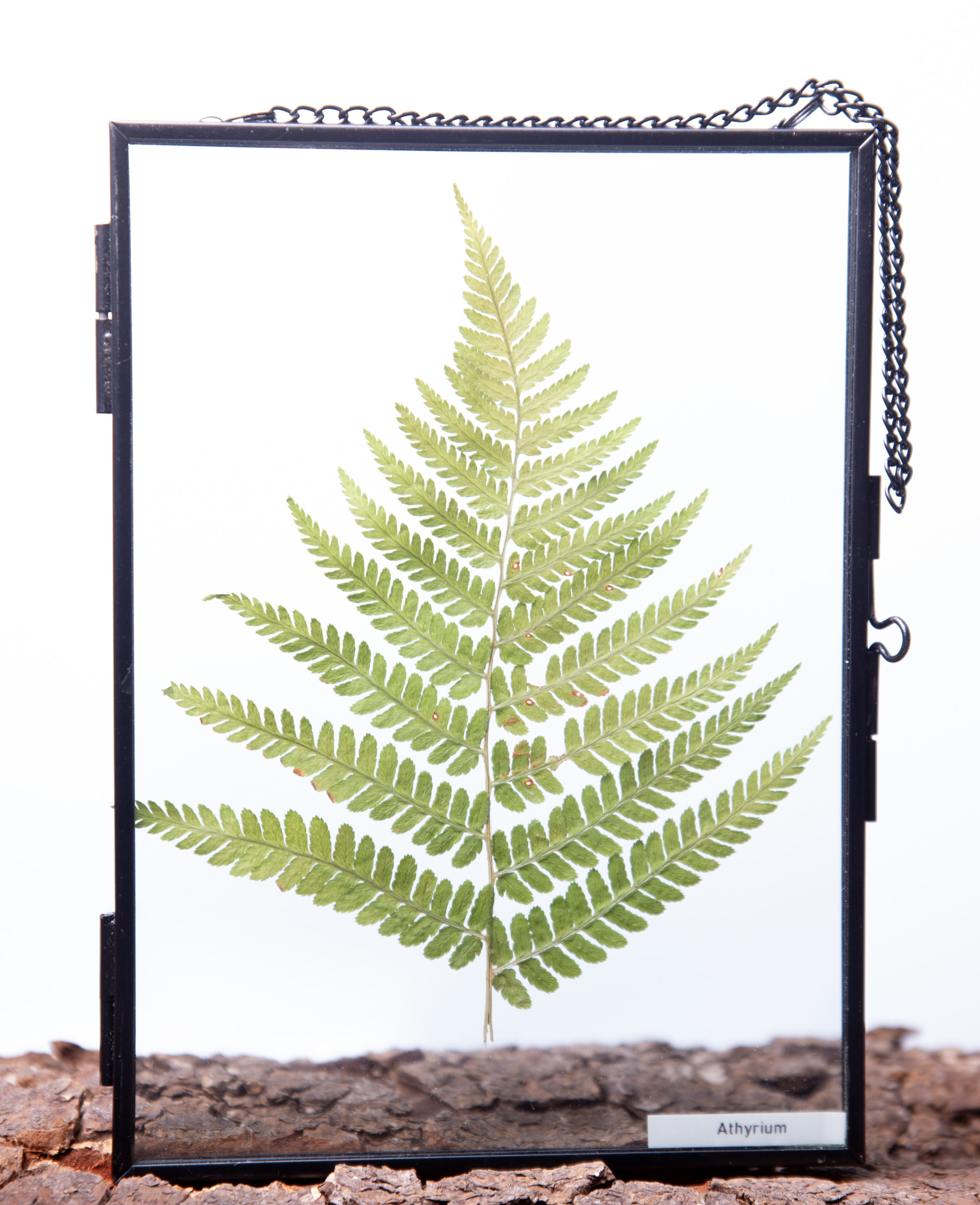 Afbeelding in Gallery-weergave laden, Athyrium
