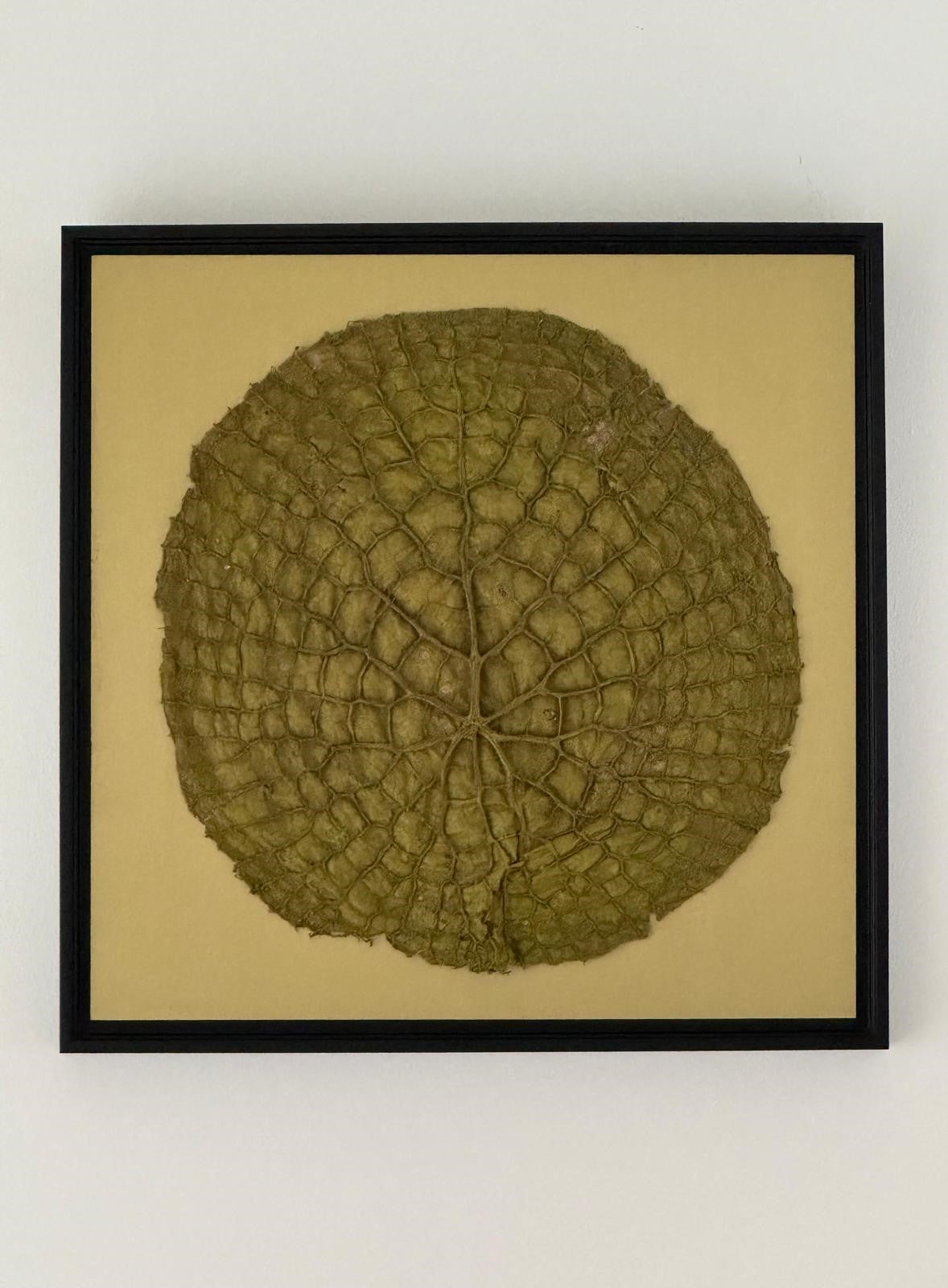 Afbeelding in Gallery-weergave laden, Euryale ferox
