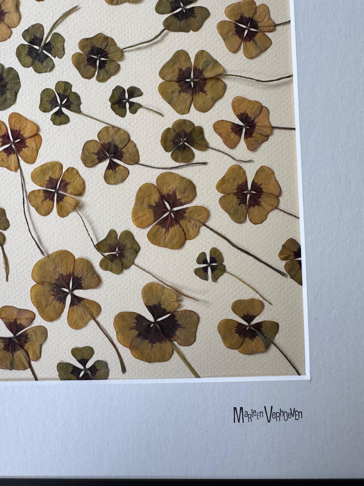 Afbeelding in Gallery-weergave laden, Oxalis tetraphylla
