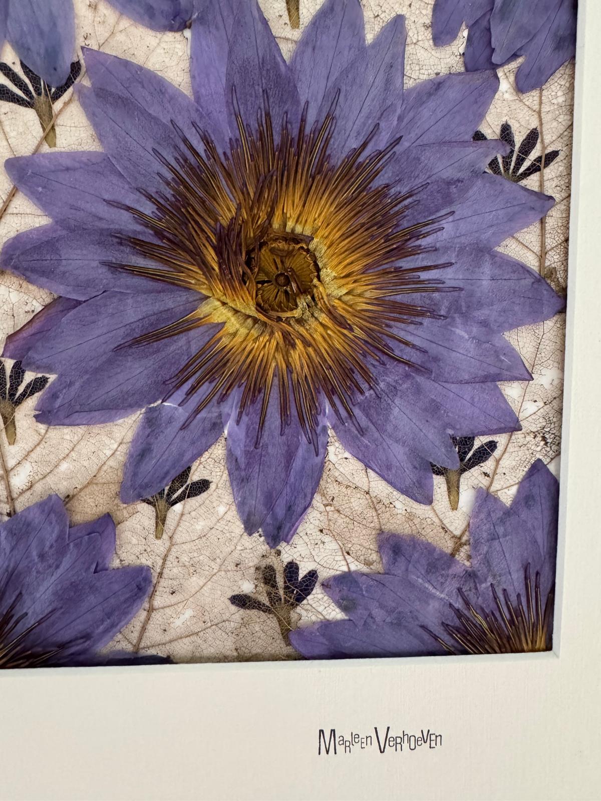 Afbeelding in Gallery-weergave laden, Nymphaea
