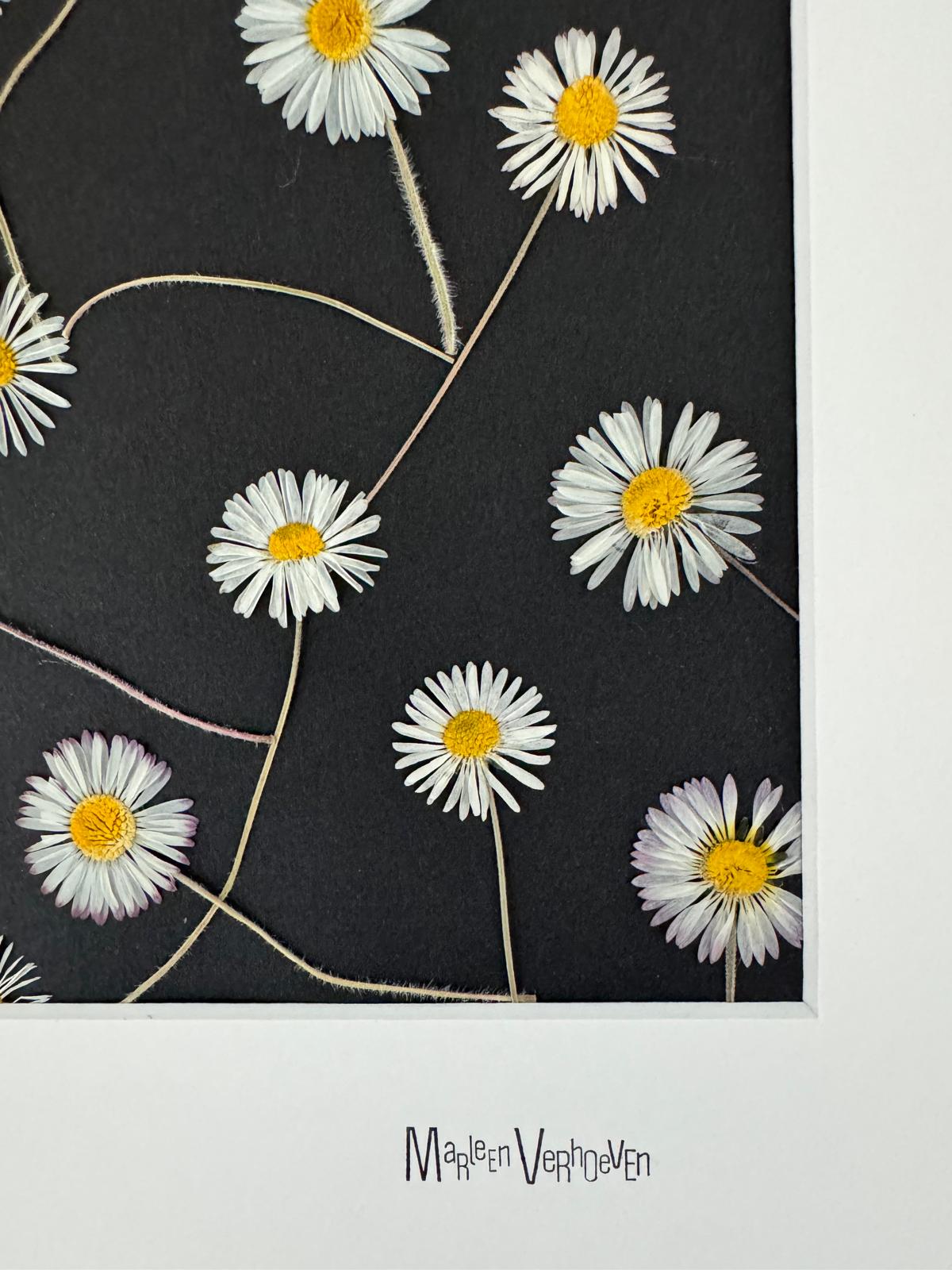 Afbeelding in Gallery-weergave laden, Bellis perennis
