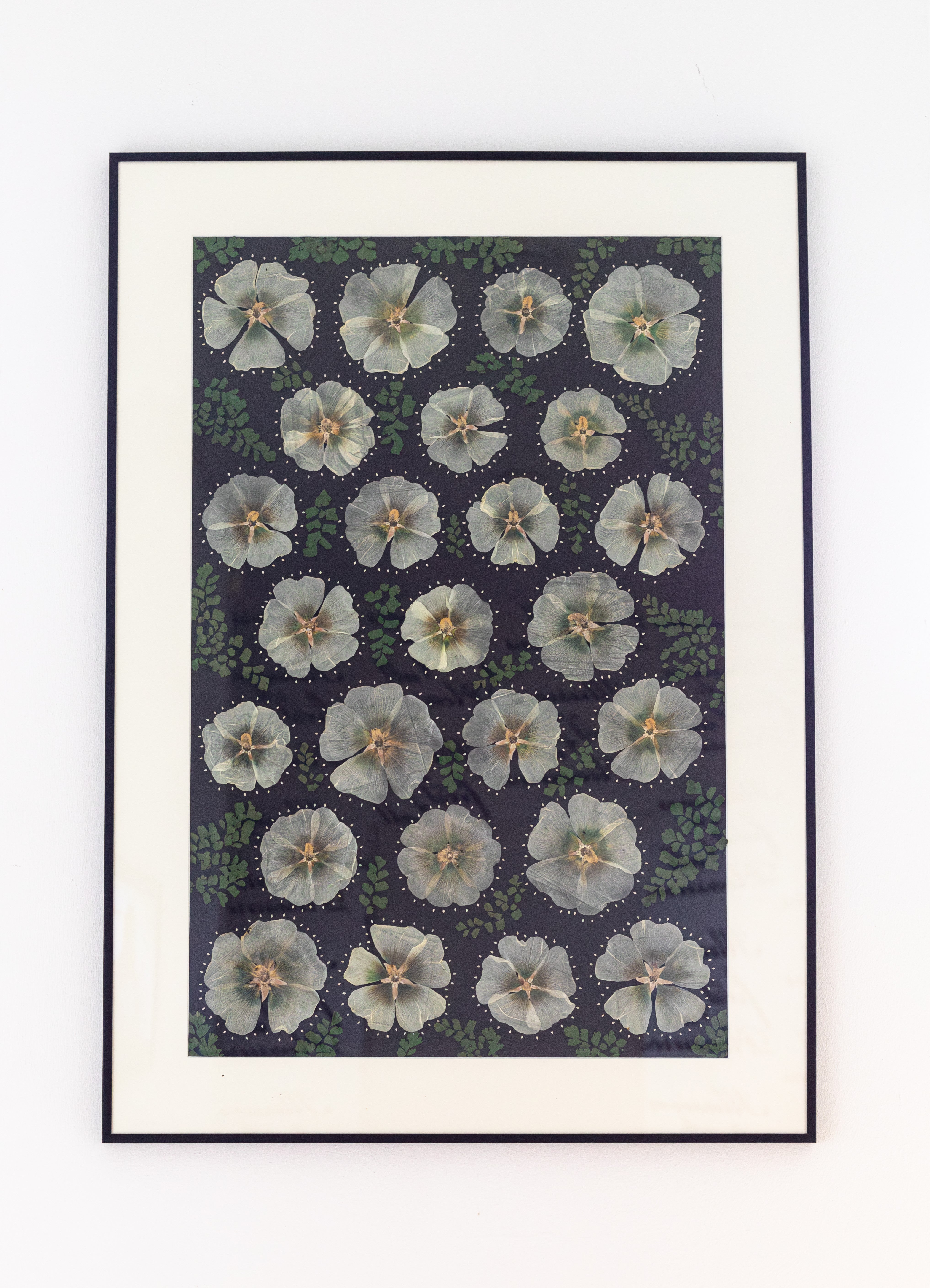 Afbeelding in Gallery-weergave laden, Alcea rosea
