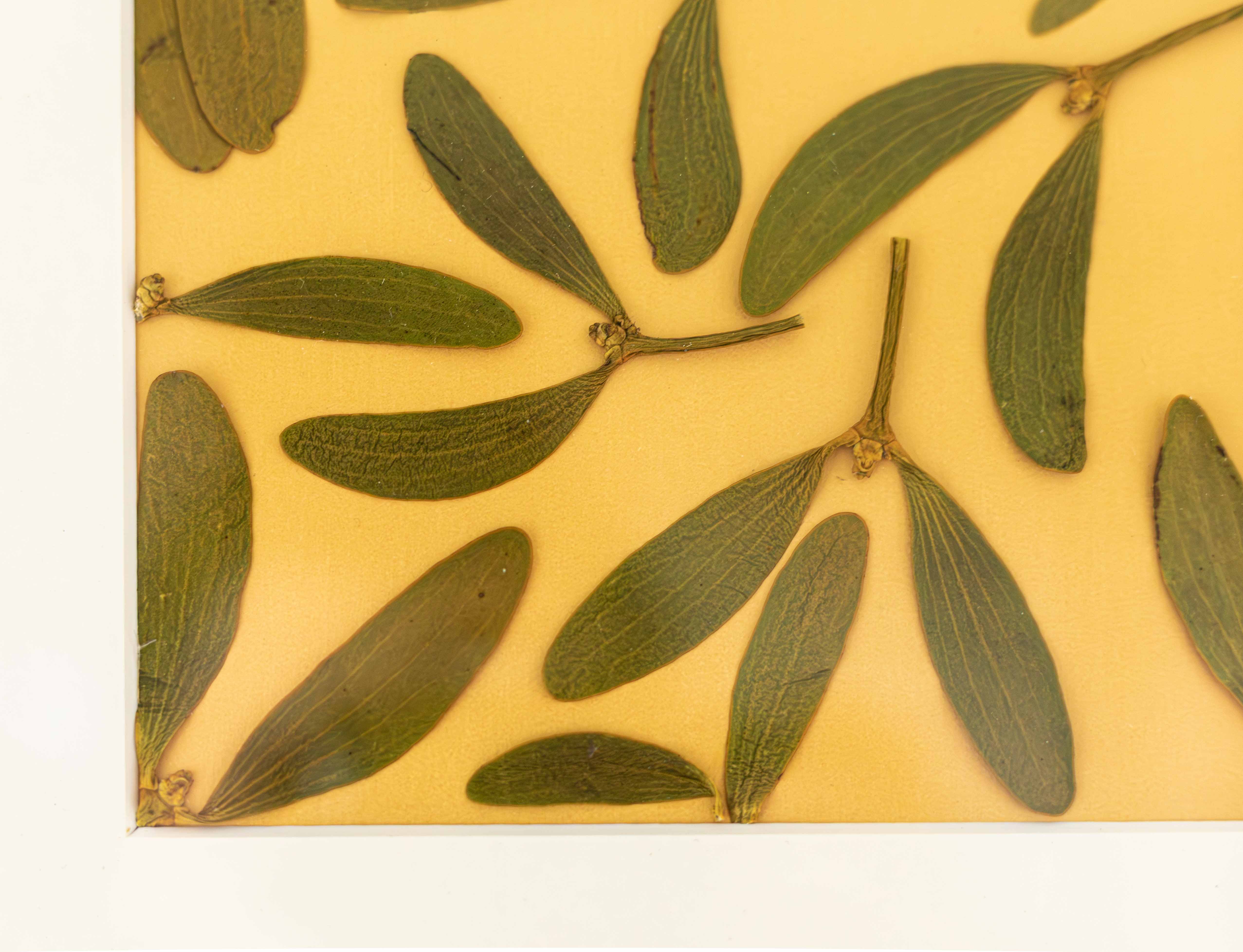 Afbeelding in Gallery-weergave laden, Mistletoe
