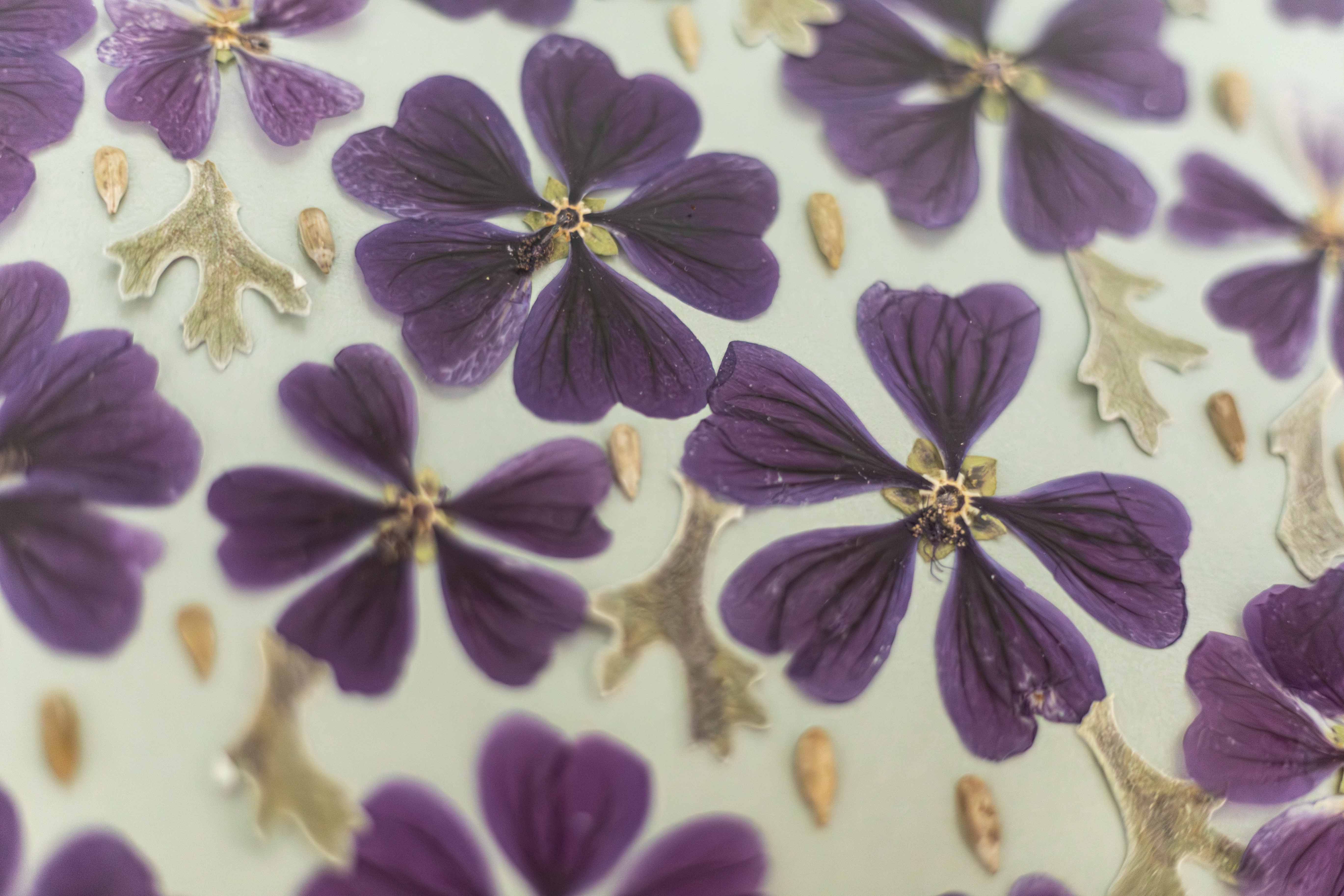 Afbeelding in Gallery-weergave laden, Malva sylvestris
