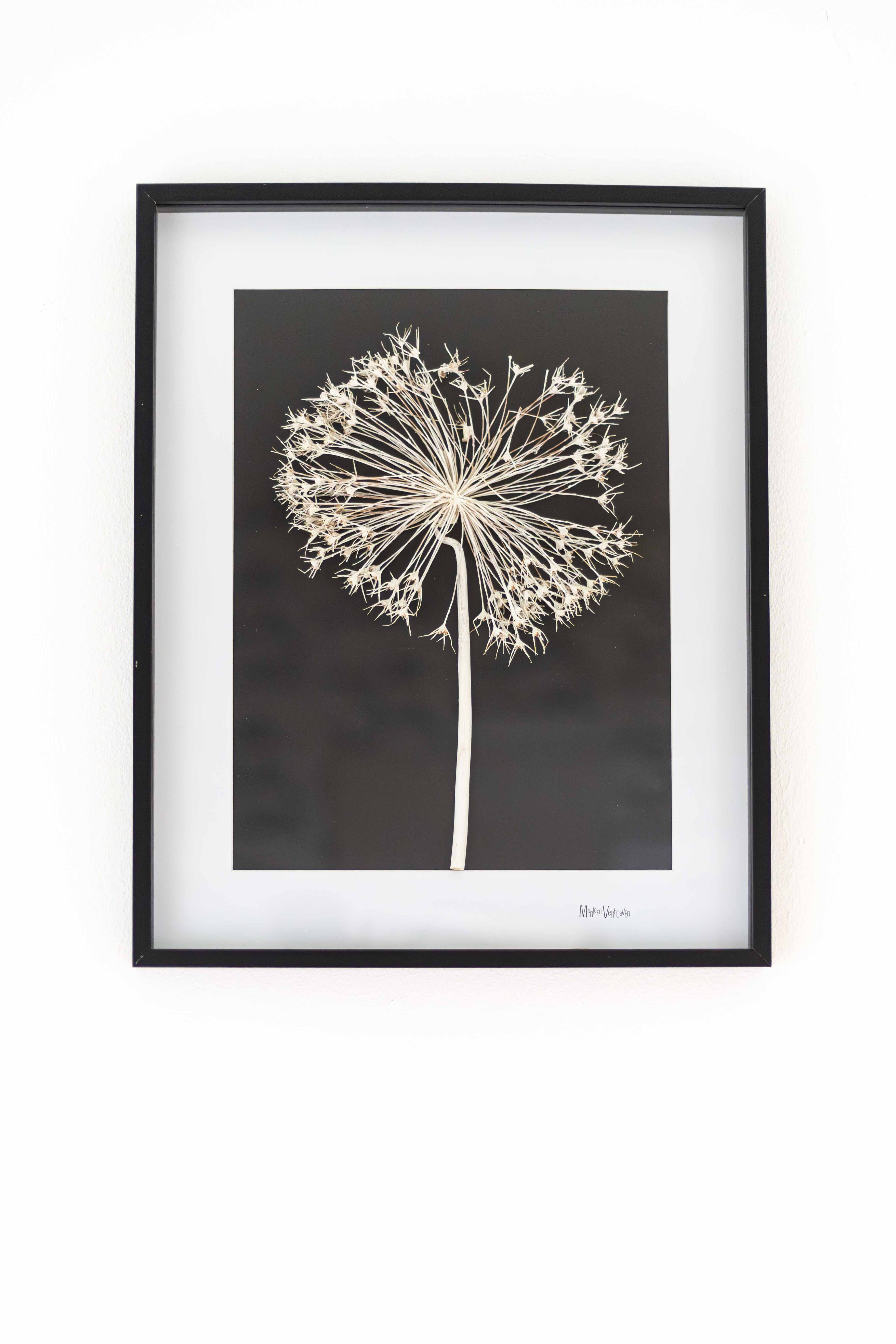 Afbeelding in Gallery-weergave laden, Allium giganteum
