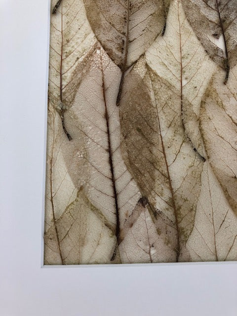 Afbeelding in Gallery-weergave laden, Magnolia x soulangeana
