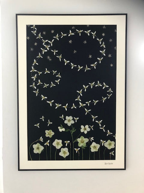 Afbeelding in Gallery-weergave laden, Galanthus vlucht
