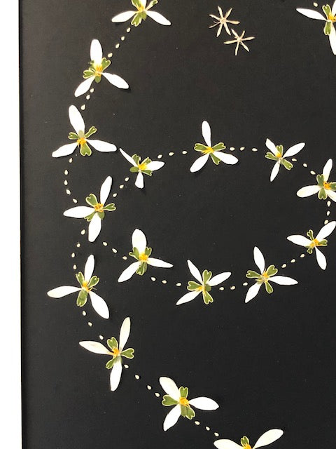 Afbeelding in Gallery-weergave laden, Galanthus vlucht
