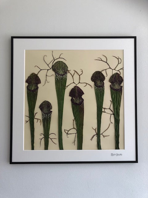 Afbeelding in Gallery-weergave laden, Sarracenia leucophylla
