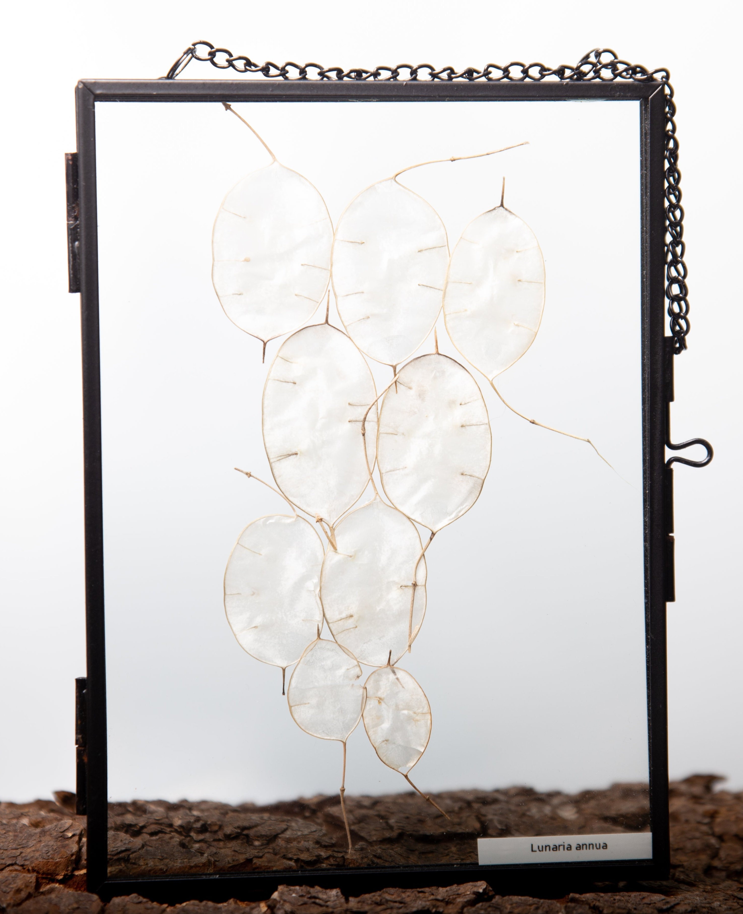 Afbeelding in Gallery-weergave laden, Lunaria Annua
