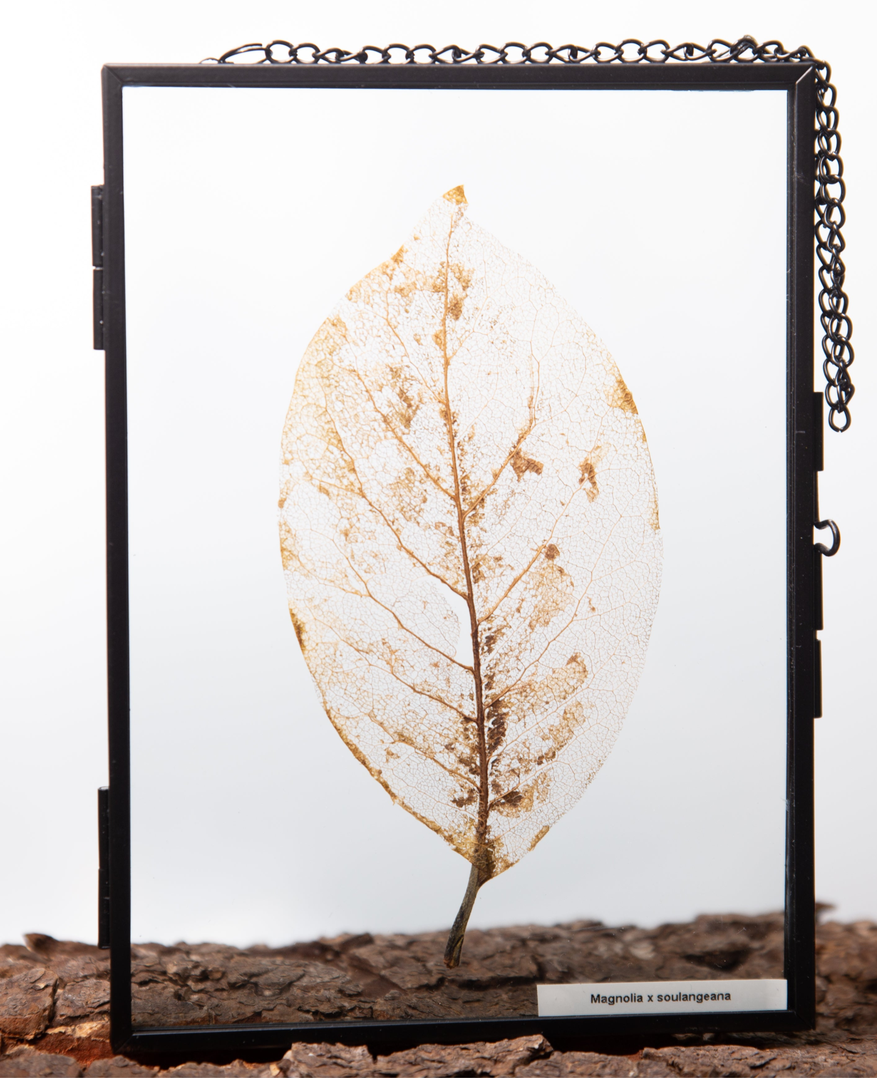 Afbeelding in Gallery-weergave laden, Magnolia x Soulangeana
