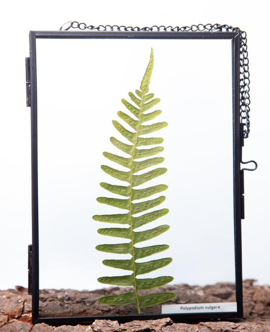 Polypodium vulgare