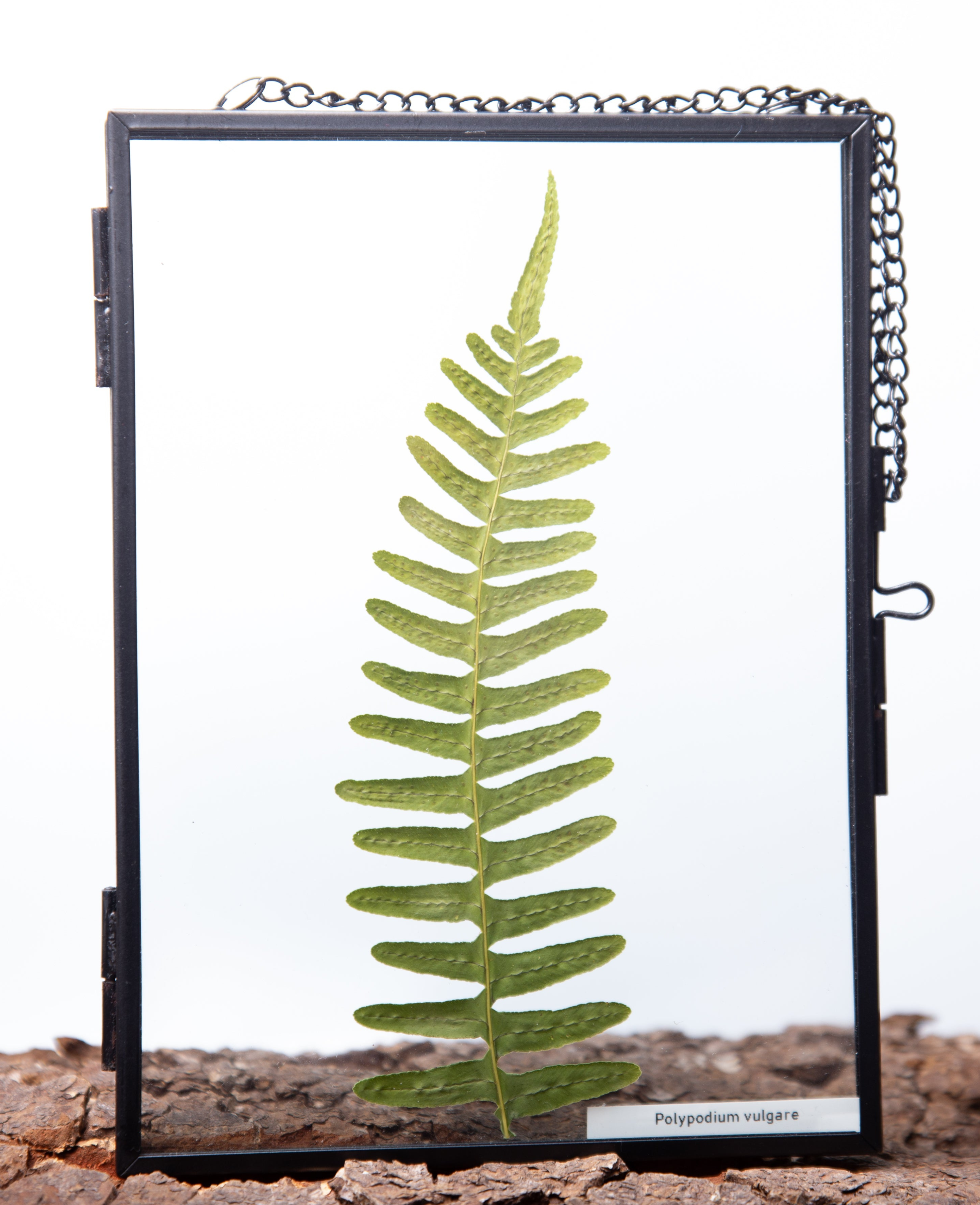Afbeelding in Gallery-weergave laden, Polypodium vulgare
