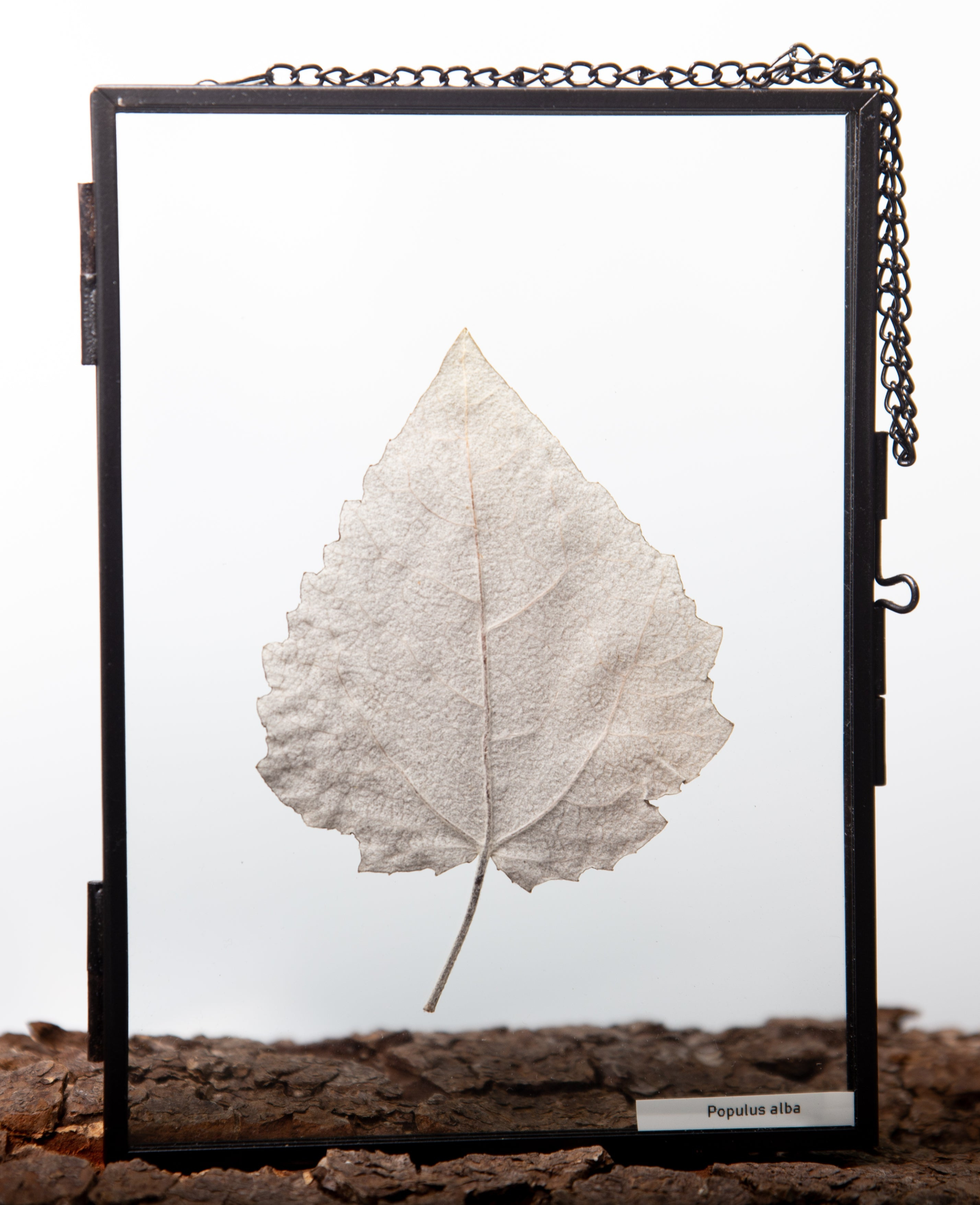 Afbeelding in Gallery-weergave laden, Populus alba
