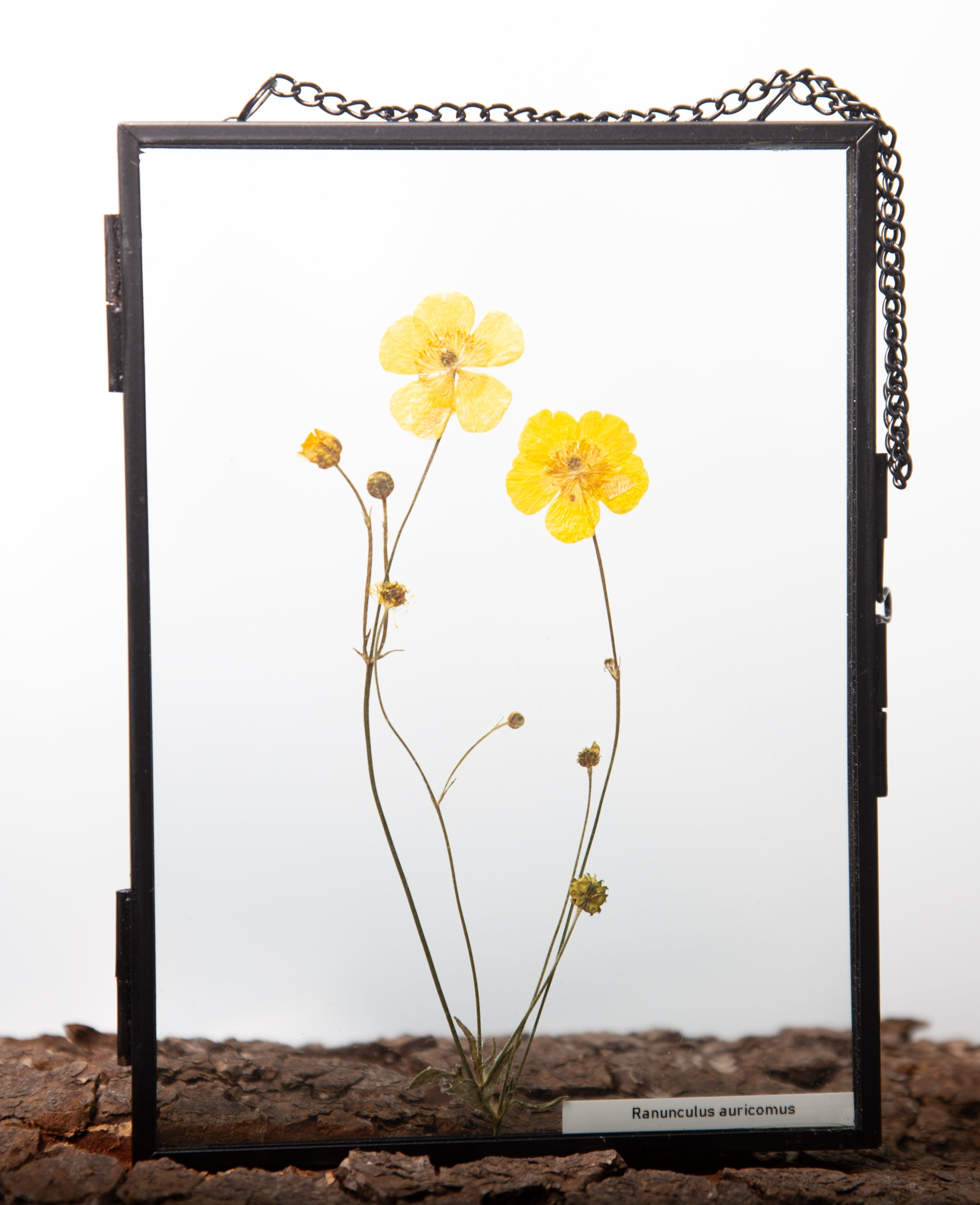Afbeelding in Gallery-weergave laden, Ranunculus auricomus
