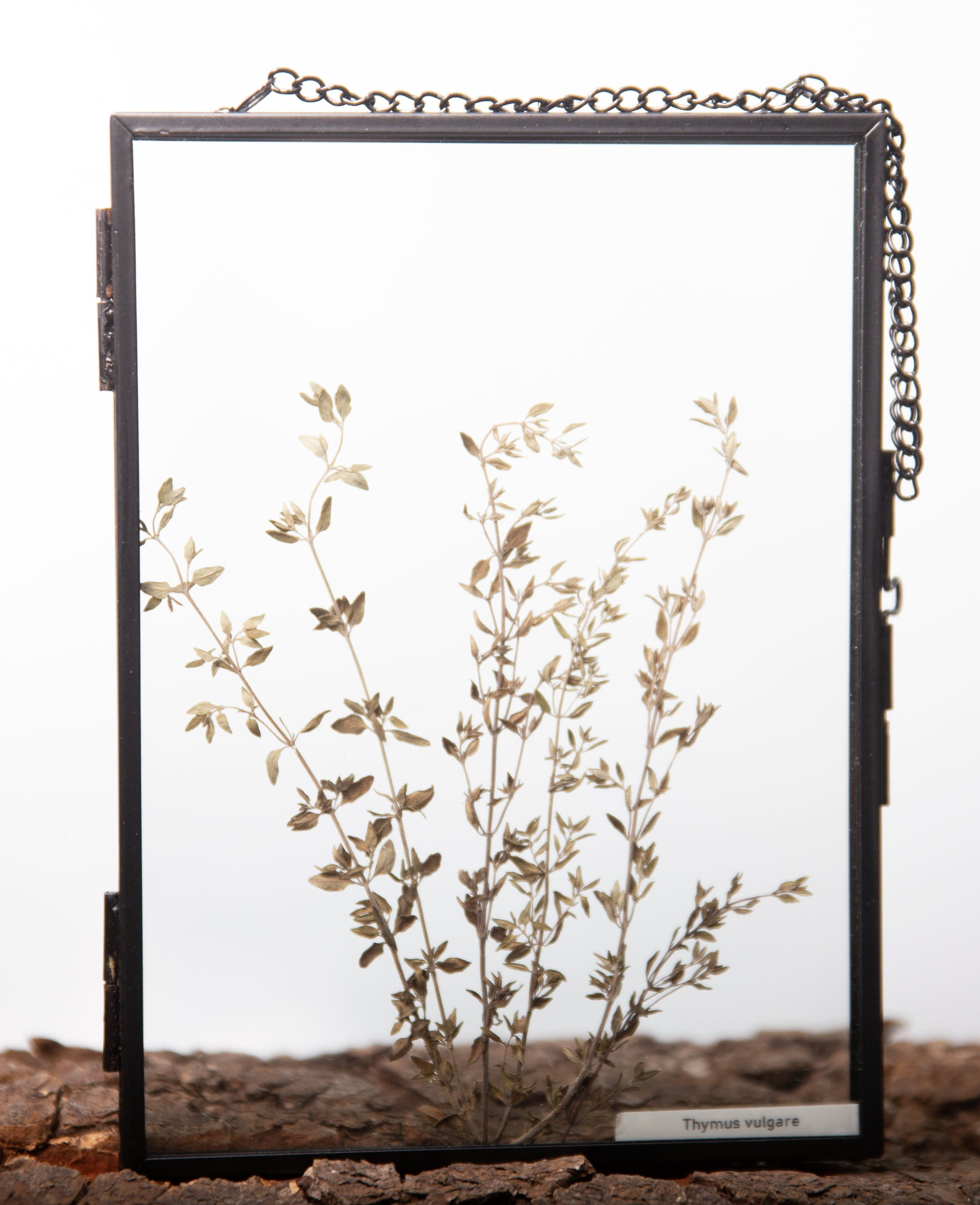 Afbeelding in Gallery-weergave laden, Thymus vulgaris
