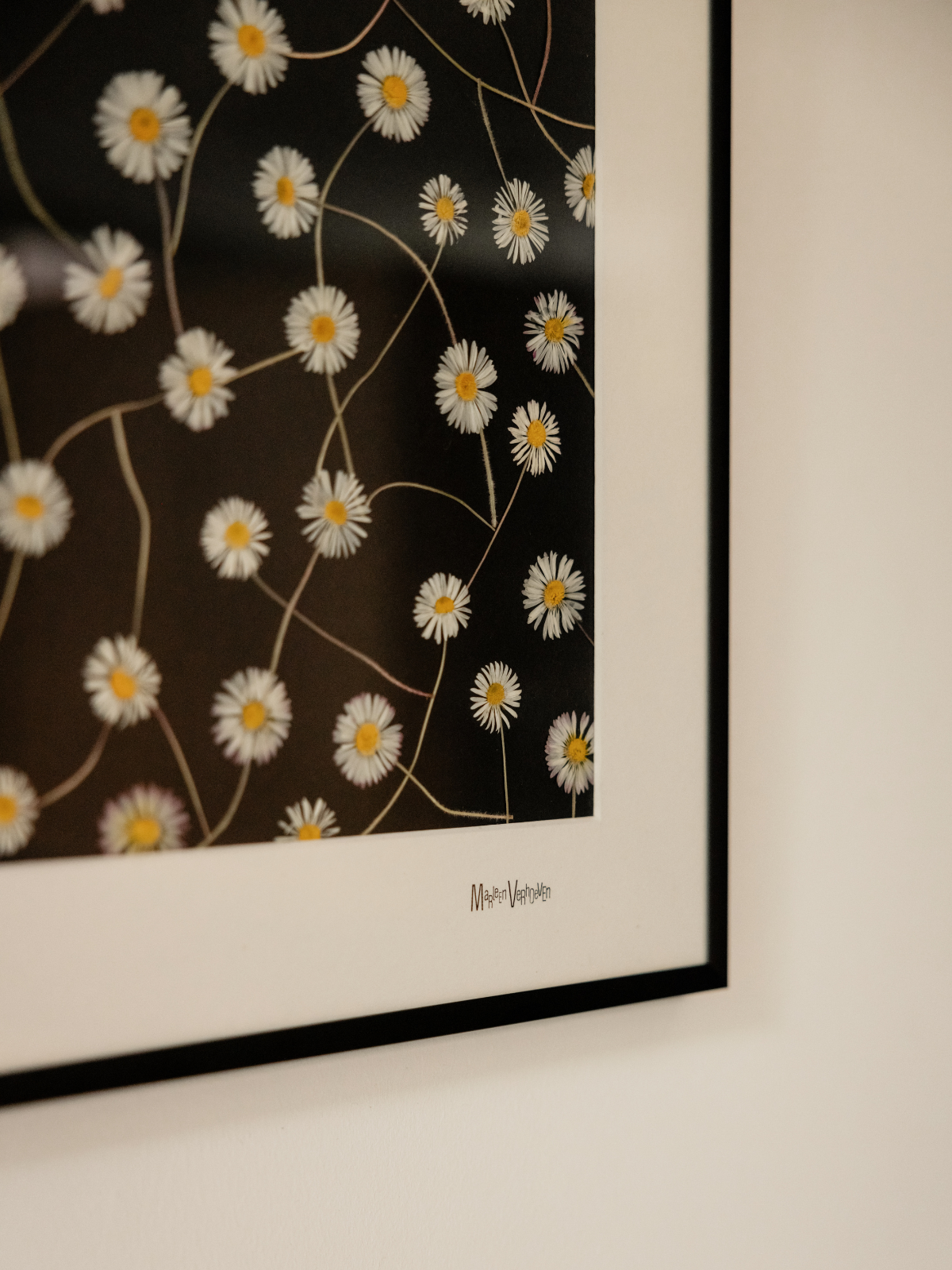 Afbeelding in Gallery-weergave laden, Bellis perennis

