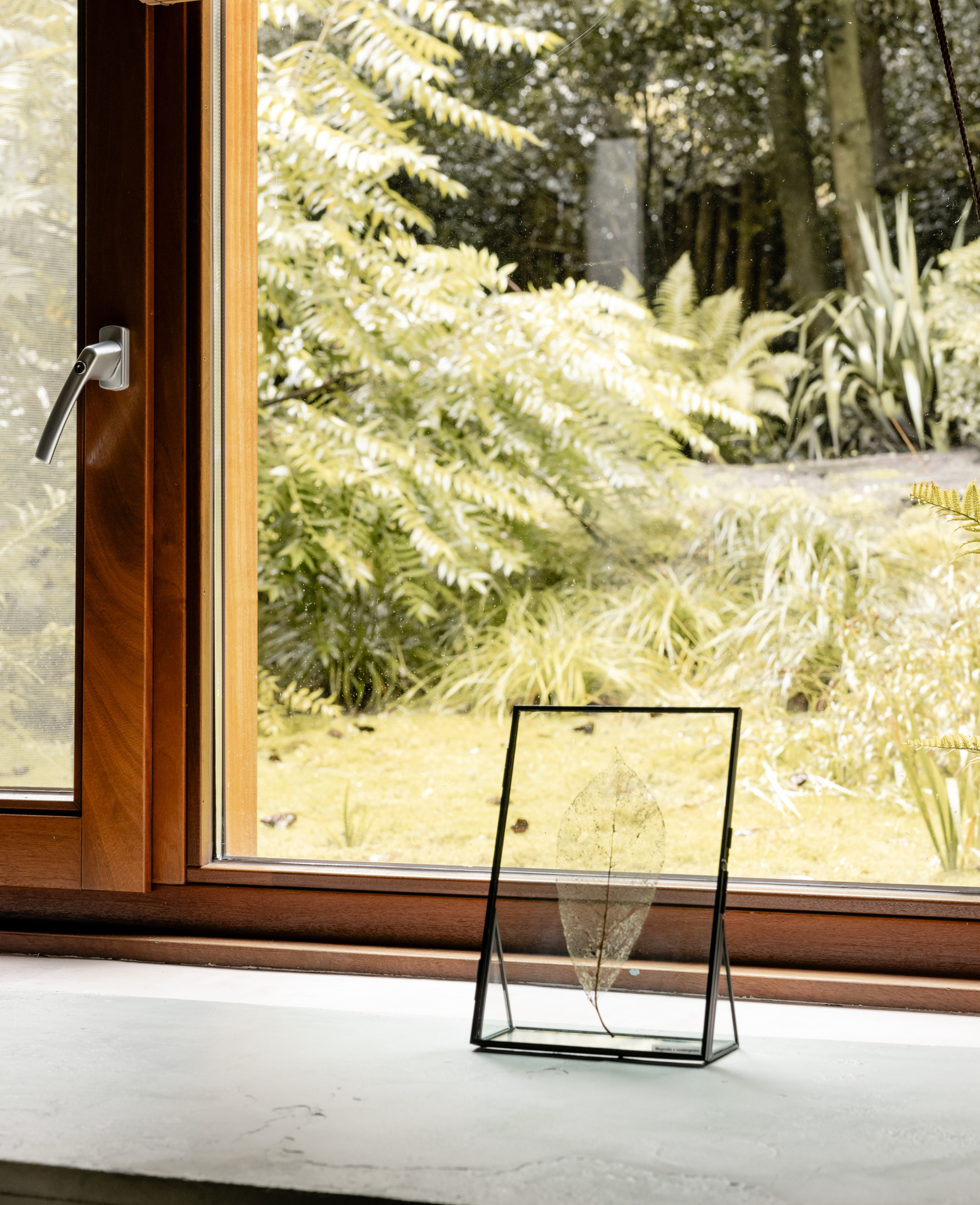Afbeelding in Gallery-weergave laden, Magnolia x Soulangeana
