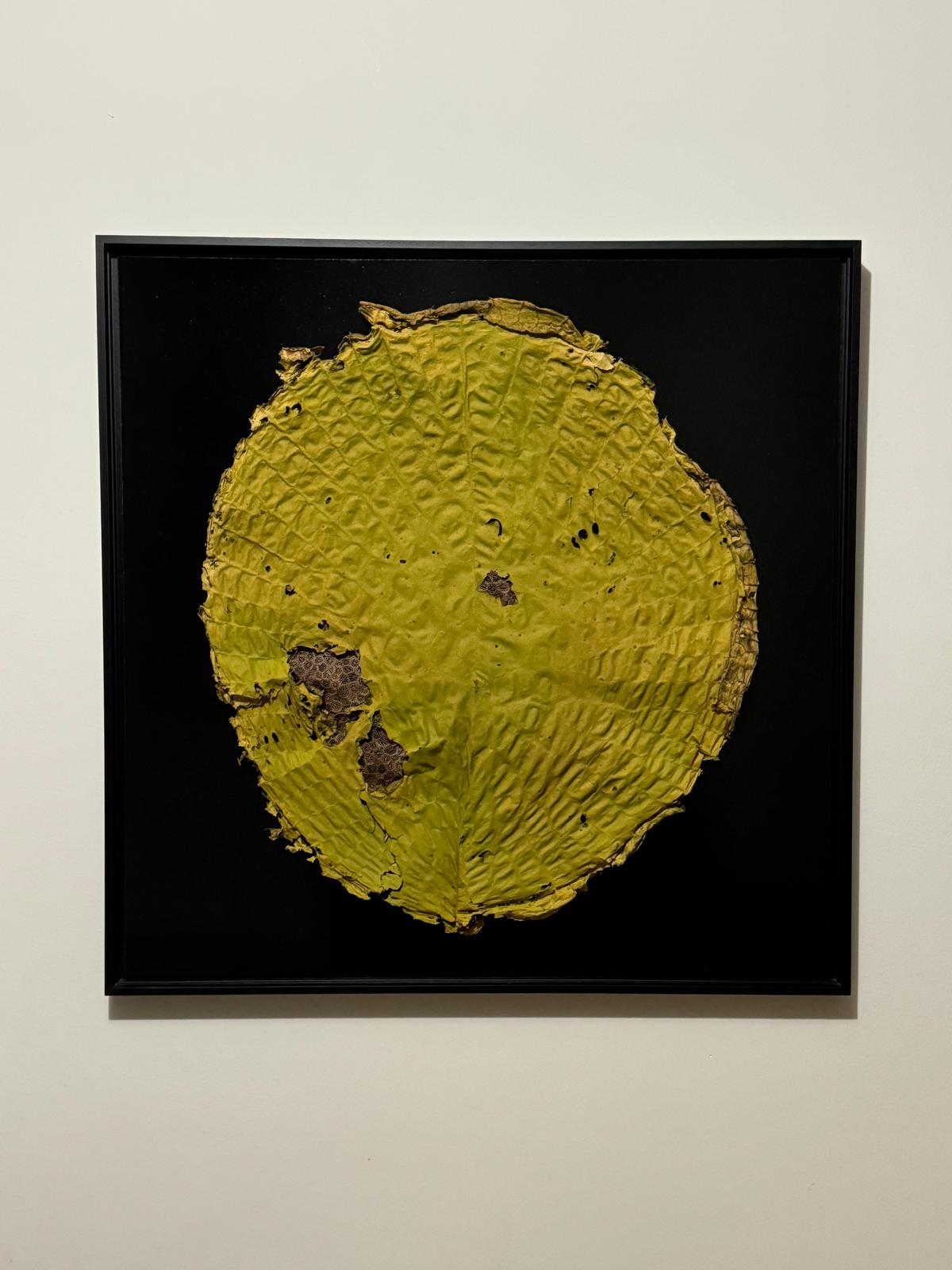 Afbeelding in Gallery-weergave laden, Euryale ferox
