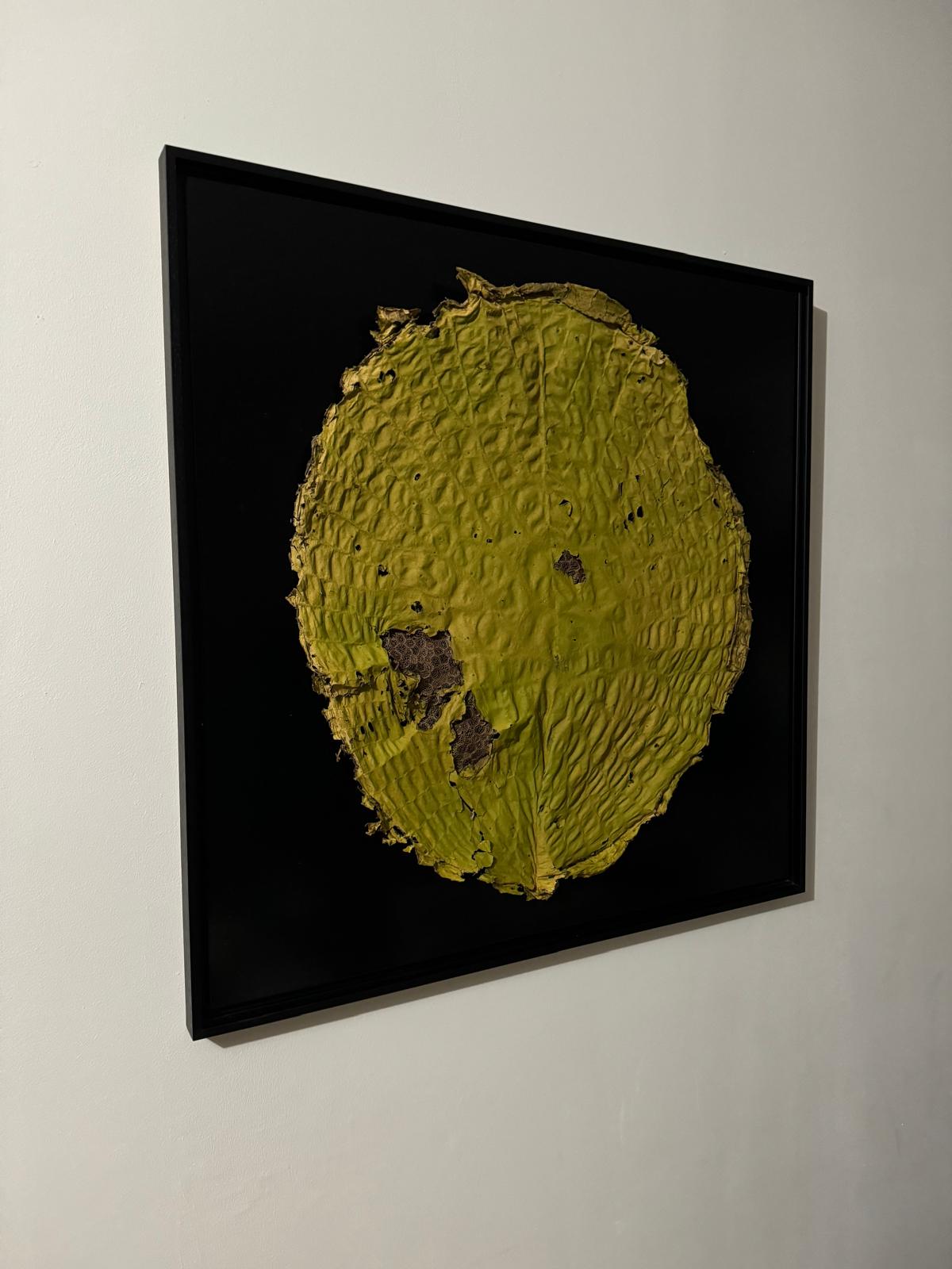Afbeelding in Gallery-weergave laden, Euryale ferox
