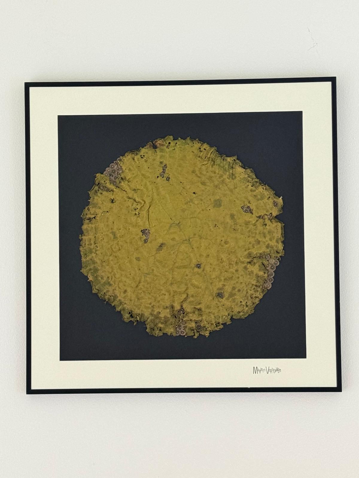 Afbeelding in Gallery-weergave laden, Euryale ferox
