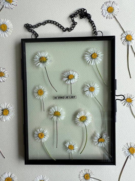Bellis perennis (madelief)