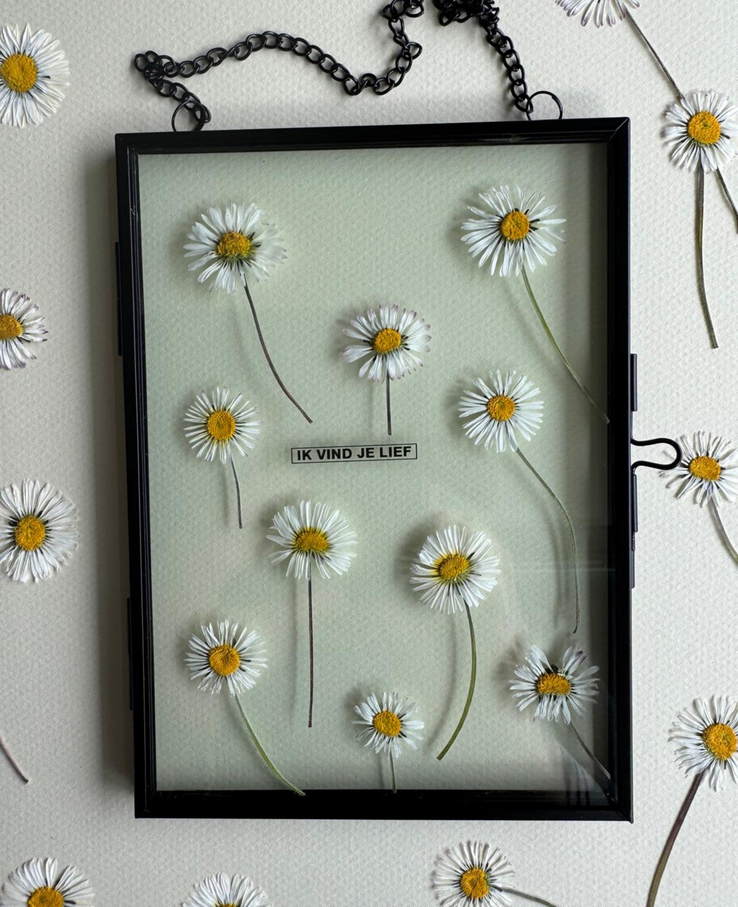 Bellis perennis (madelief)