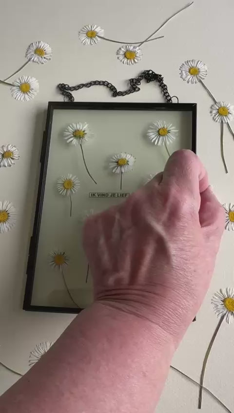 Video laden en afspelen in Gallery-weergave, Bellis perennis (madelief)
