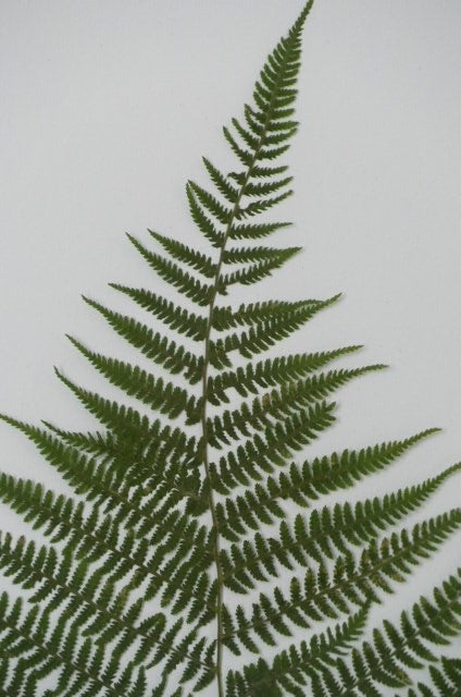 Athyrium