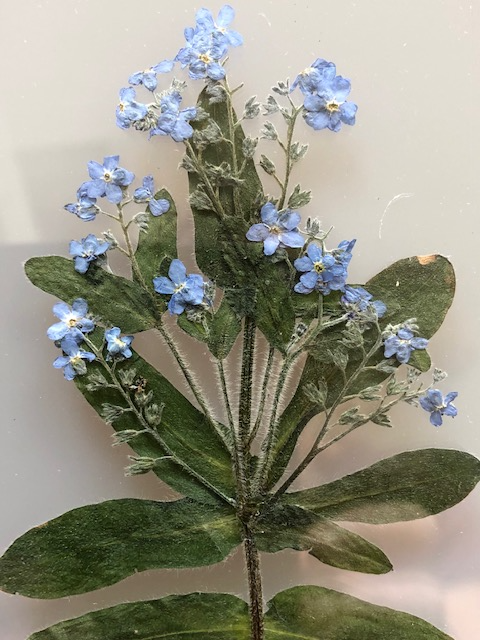 Myosotis sylvatica (vergeet mij nietje)