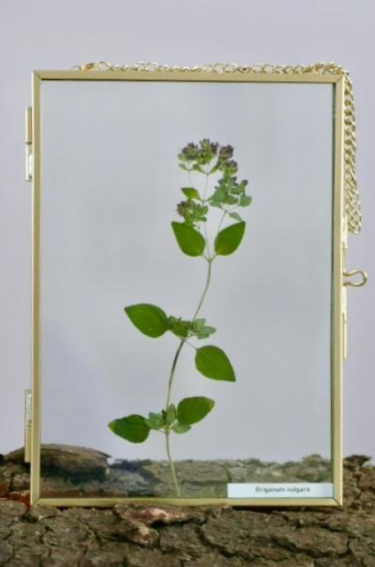 Origanum vulgare