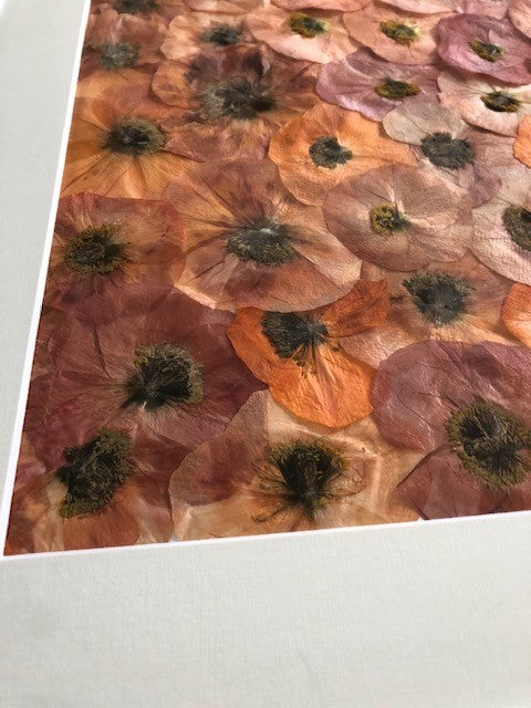 Afbeelding in Gallery-weergave laden, Papaver nudicaule
