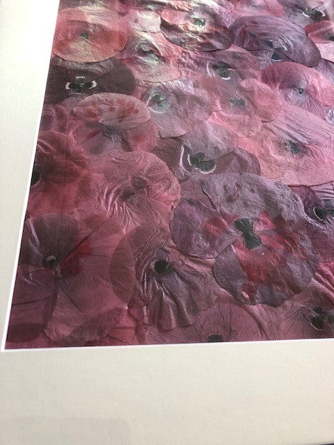 Afbeelding in Gallery-weergave laden, Papaver rhoeas
