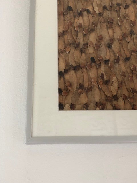 Afbeelding in Gallery-weergave laden, Acer pseudoplatanus
