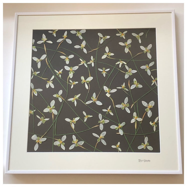 Afbeelding in Gallery-weergave laden, Galanthus
