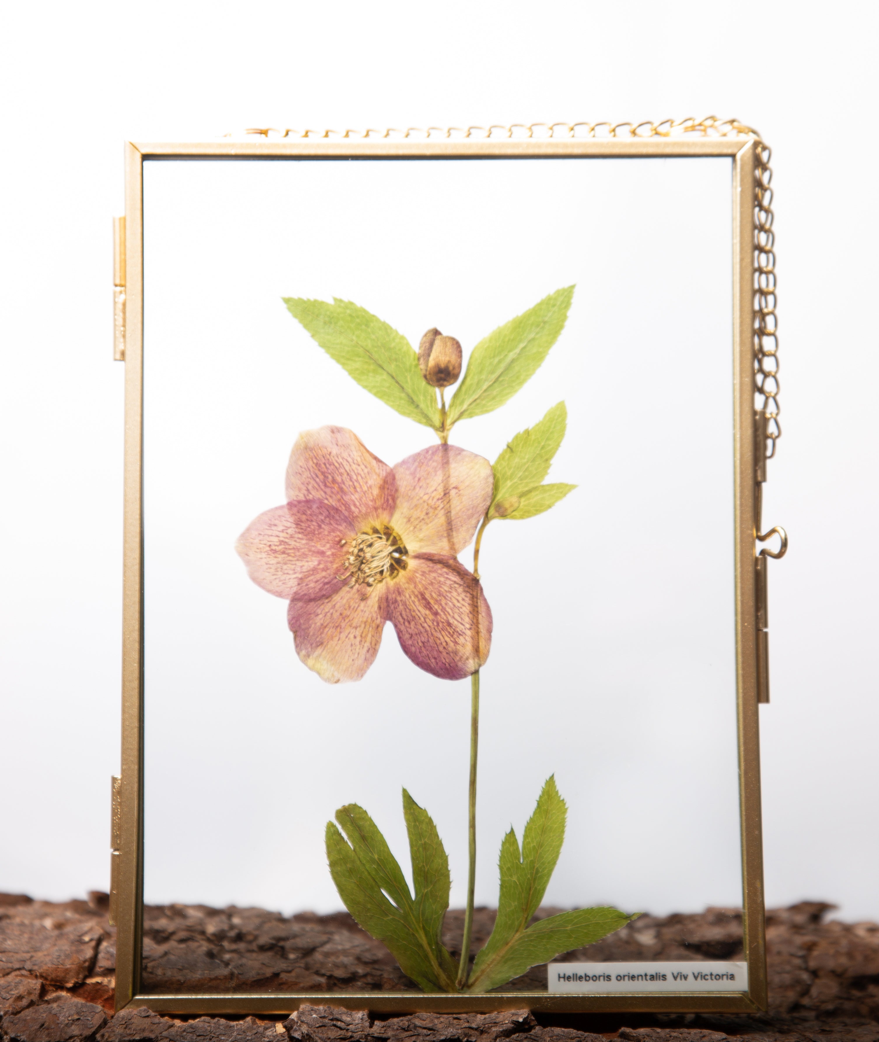 Afbeelding in Gallery-weergave laden, Helleborus orientalis Viv Victoria
