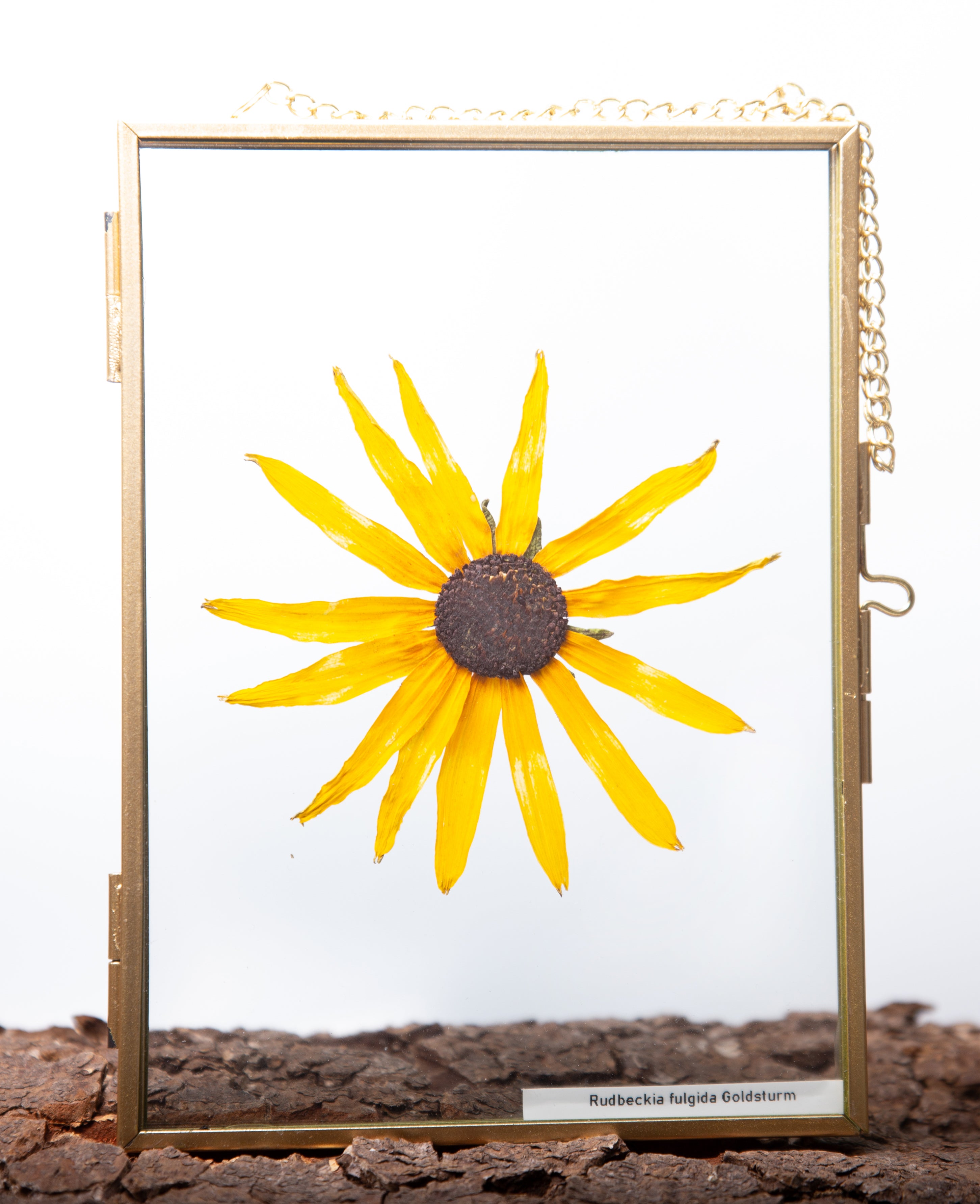 Afbeelding in Gallery-weergave laden, Rudbeckia fulgida Goldsturm
