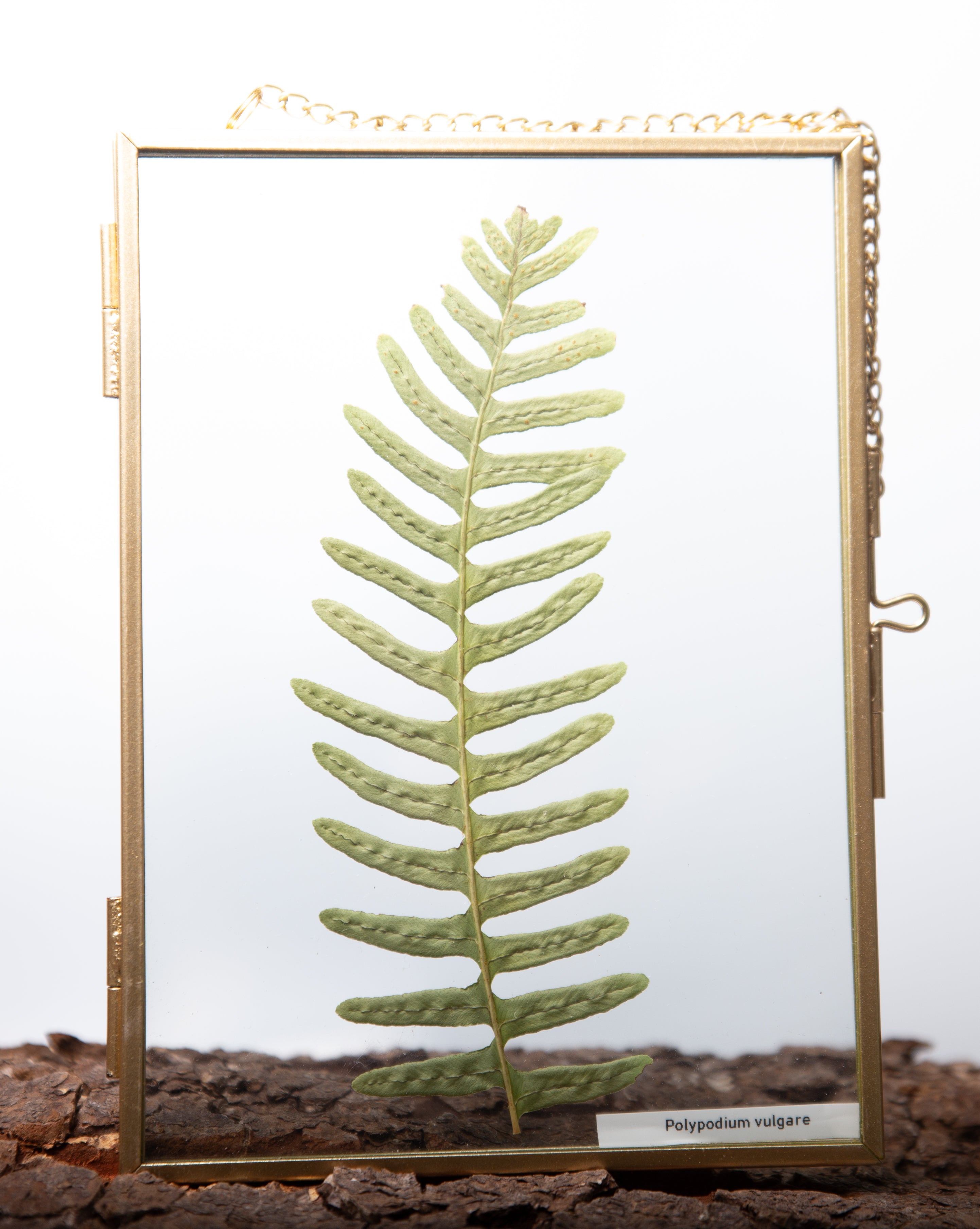 Afbeelding in Gallery-weergave laden, Polypodium vulgare

