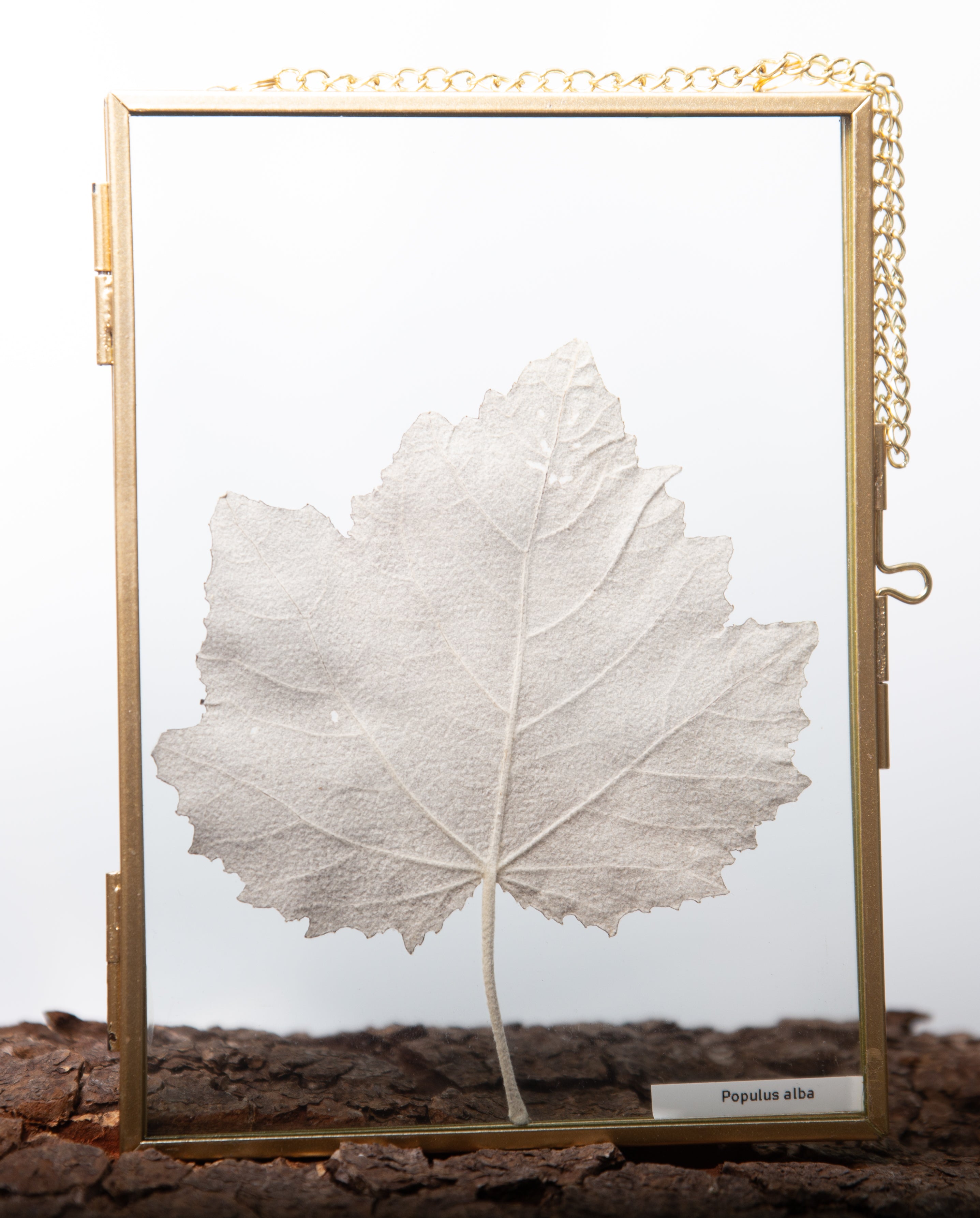 Afbeelding in Gallery-weergave laden, Populus alba
