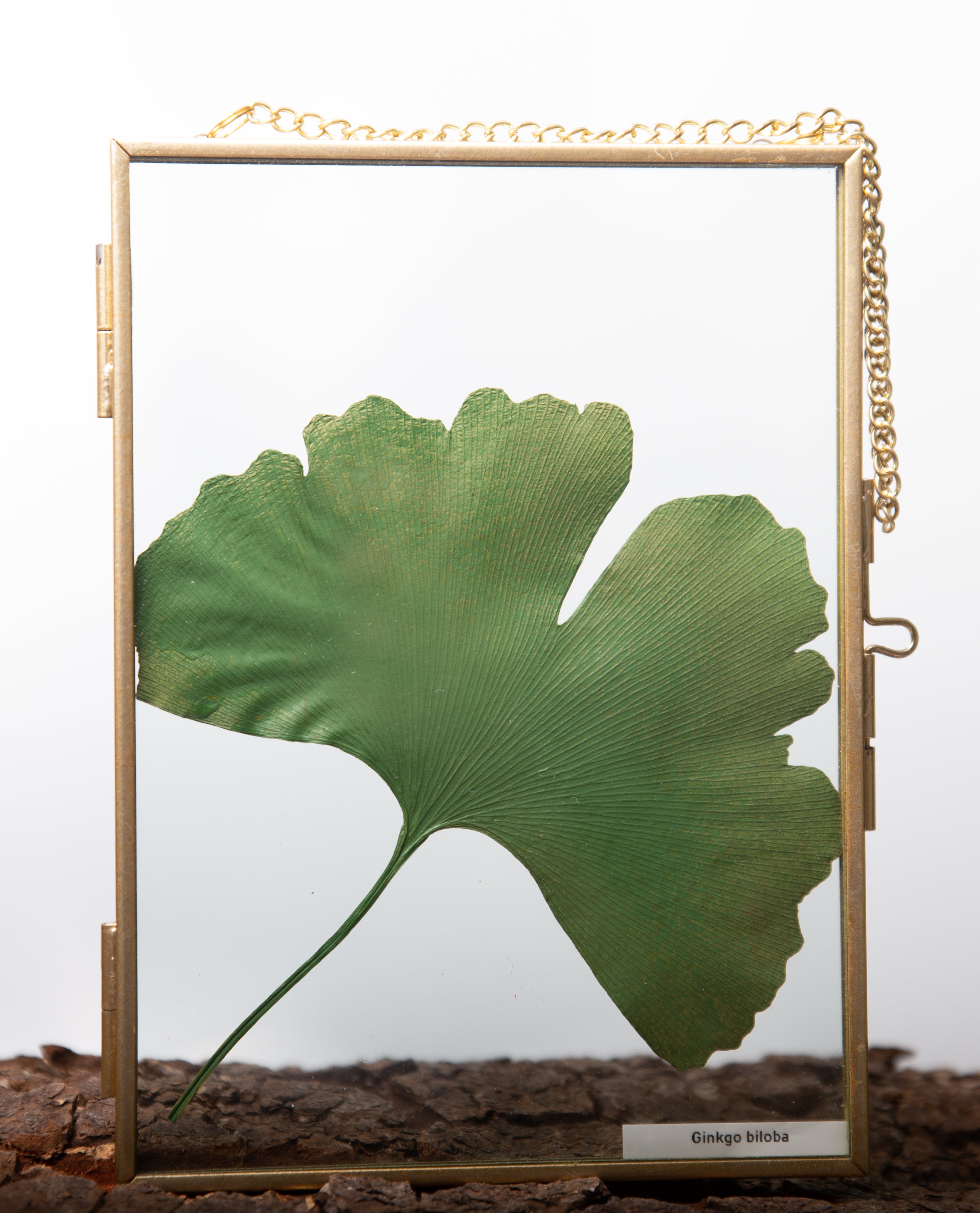 Afbeelding in Gallery-weergave laden, Ginkgo biloba
